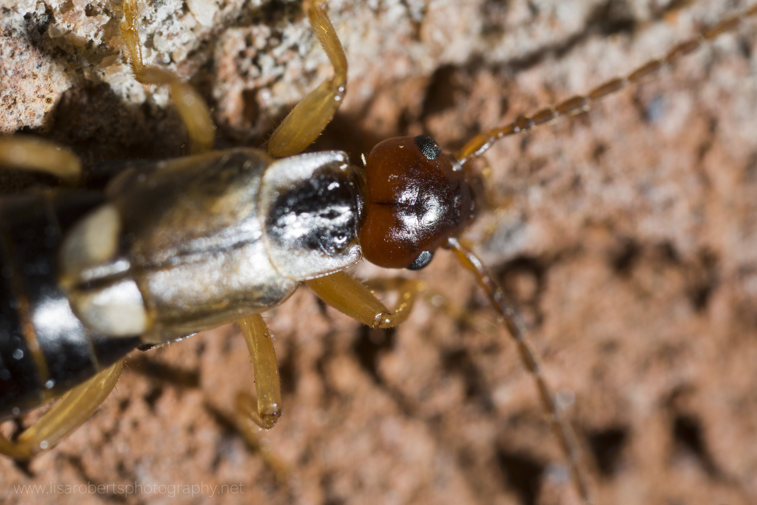  Common Earwig 