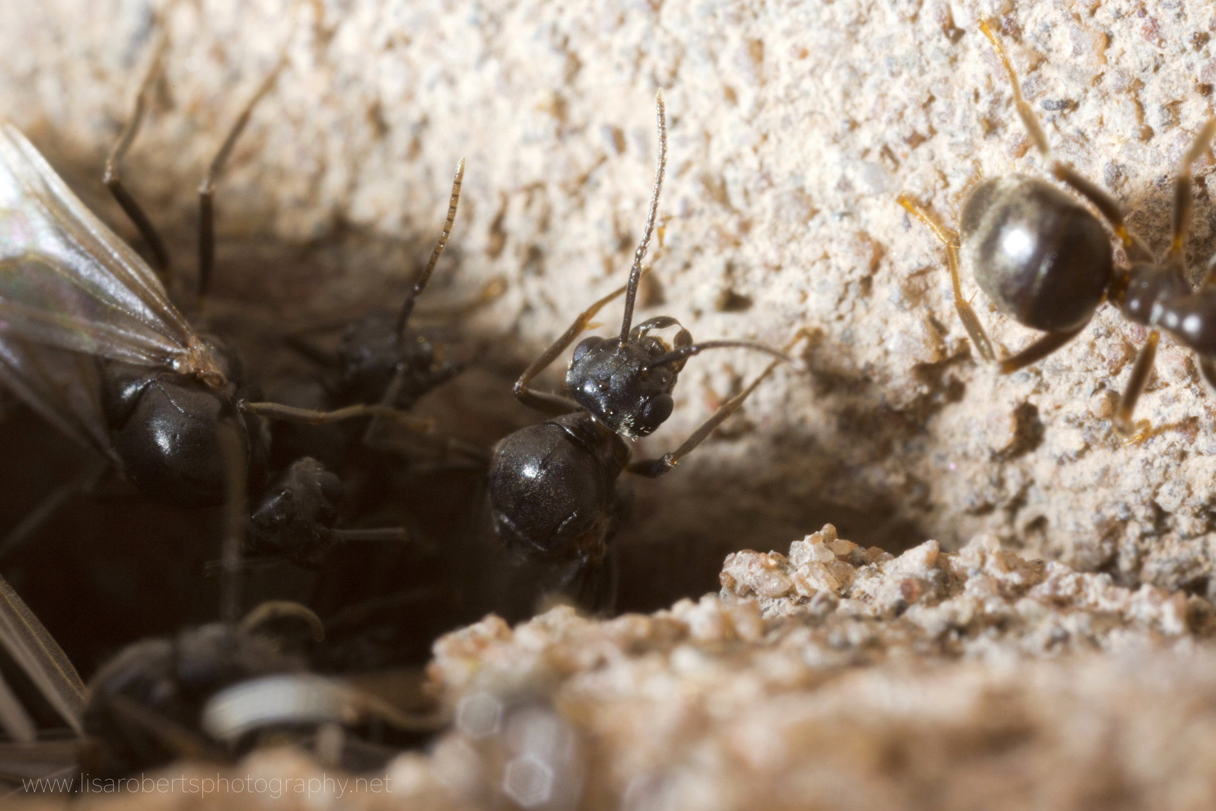   Common Black garden Ant  