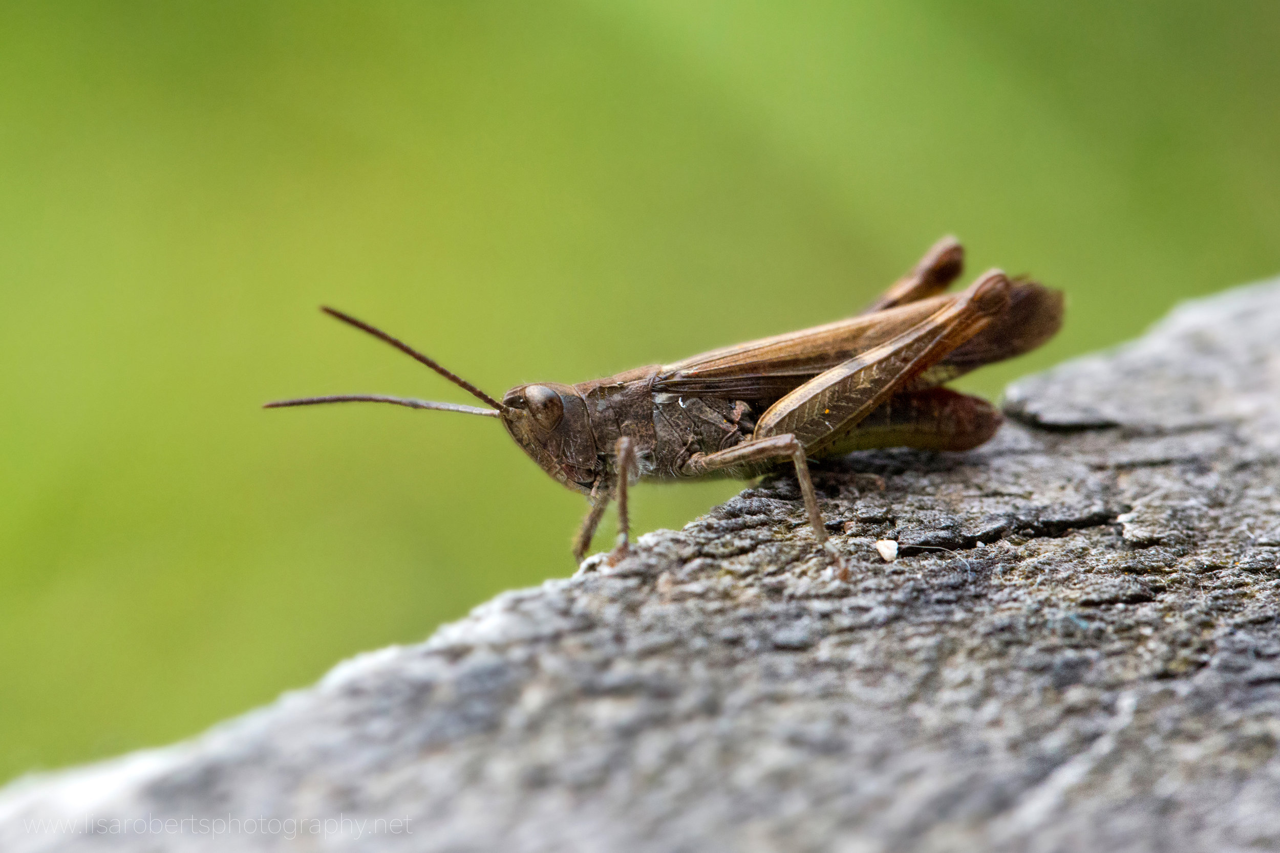  Lesser Marsh grasshopper 