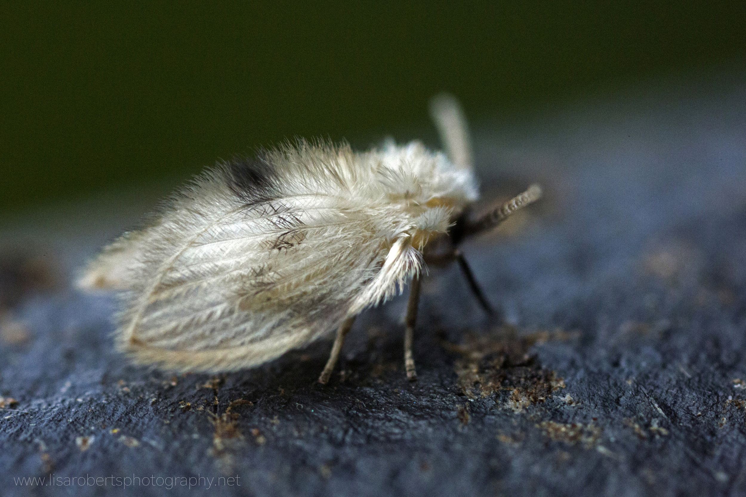  Owl-Midge/Moth-fly on compost bin 