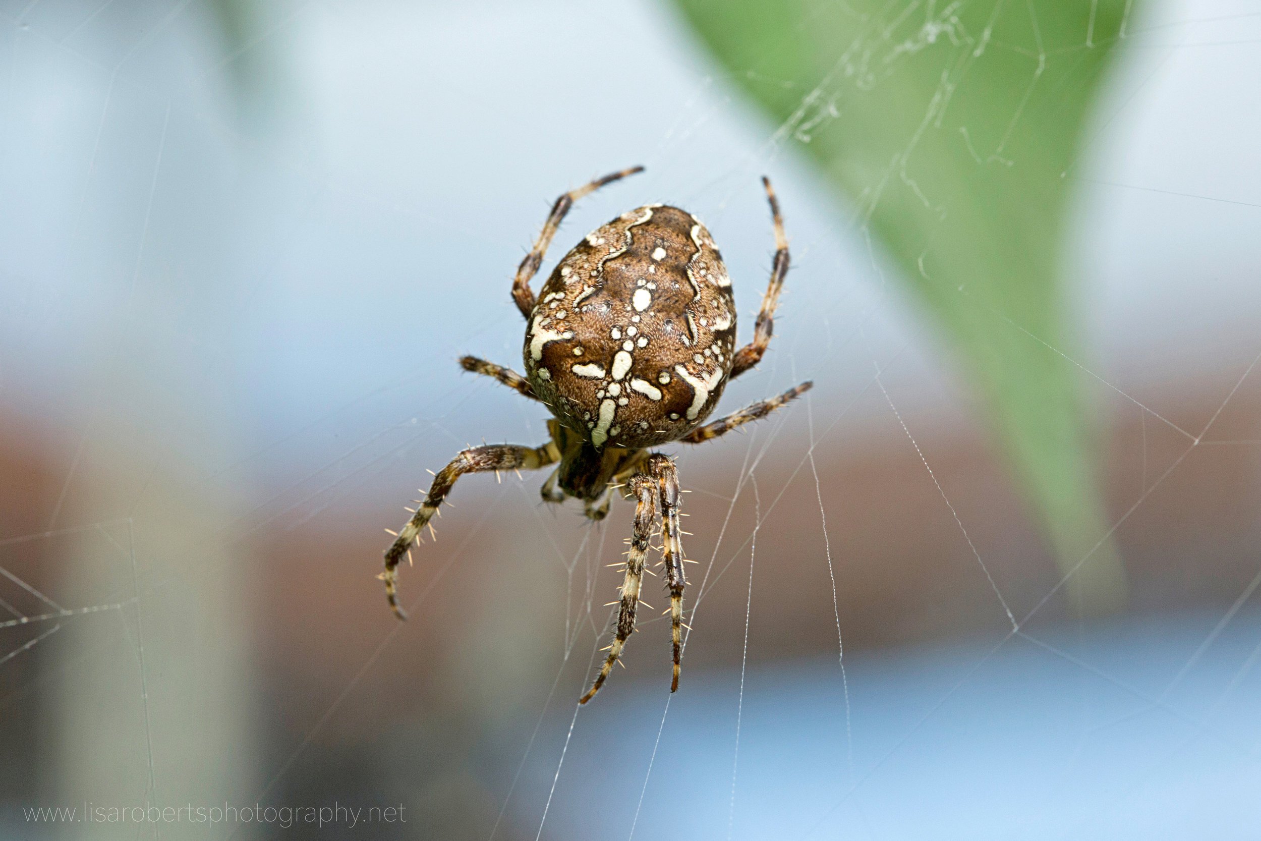  European Garden Spider 