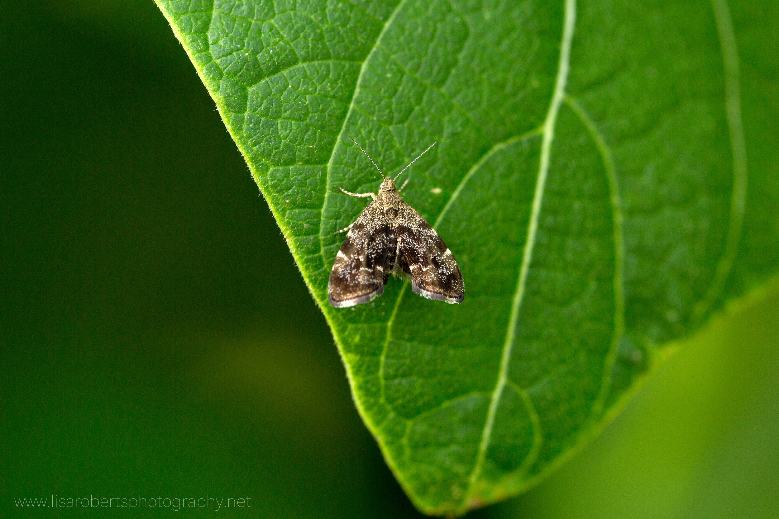  Common Heath Moth (female) 