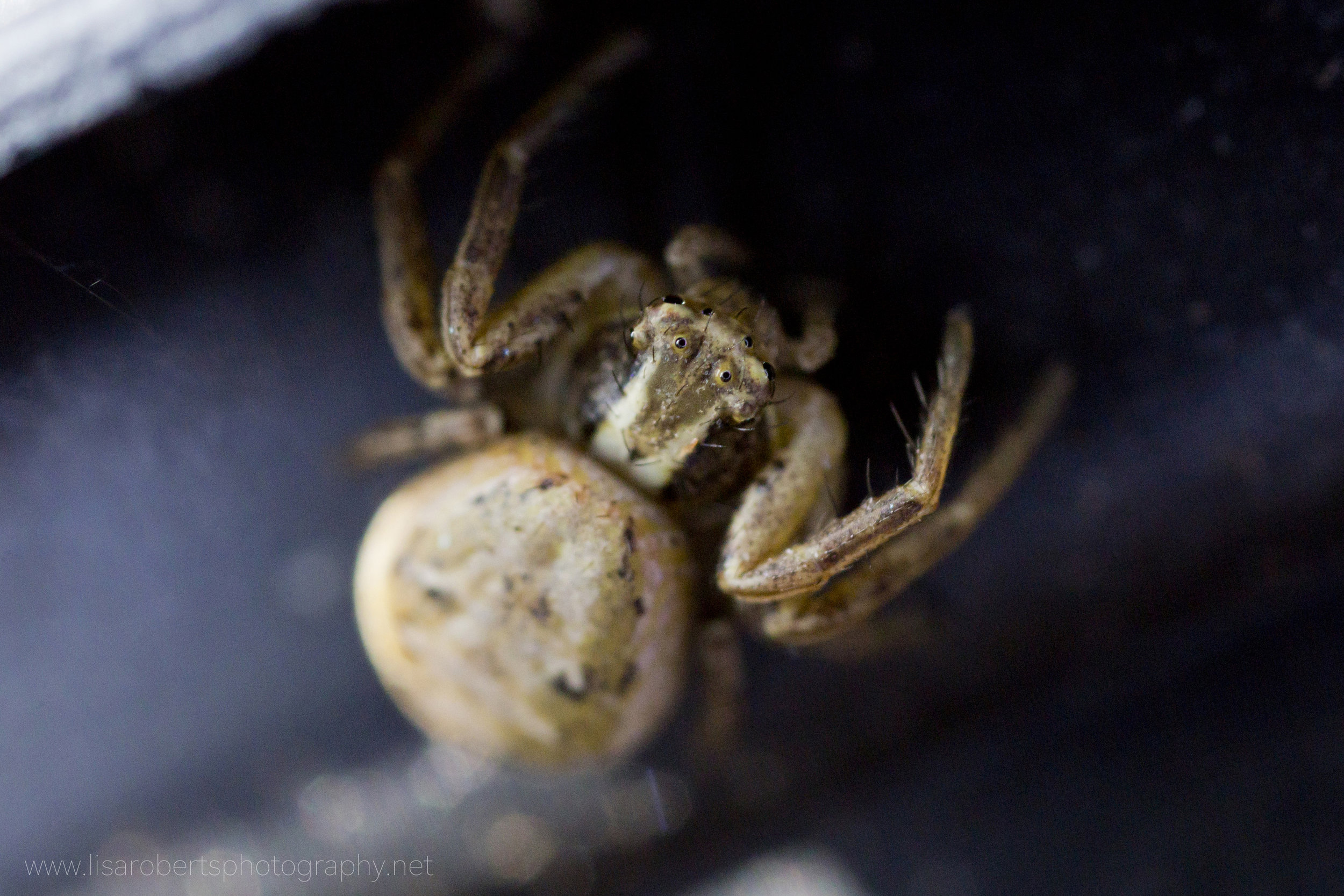  Garden Spider, head close-up 