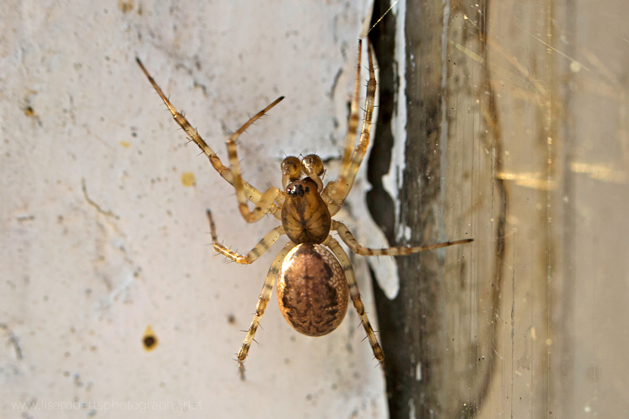  Lace weaver Spider 
