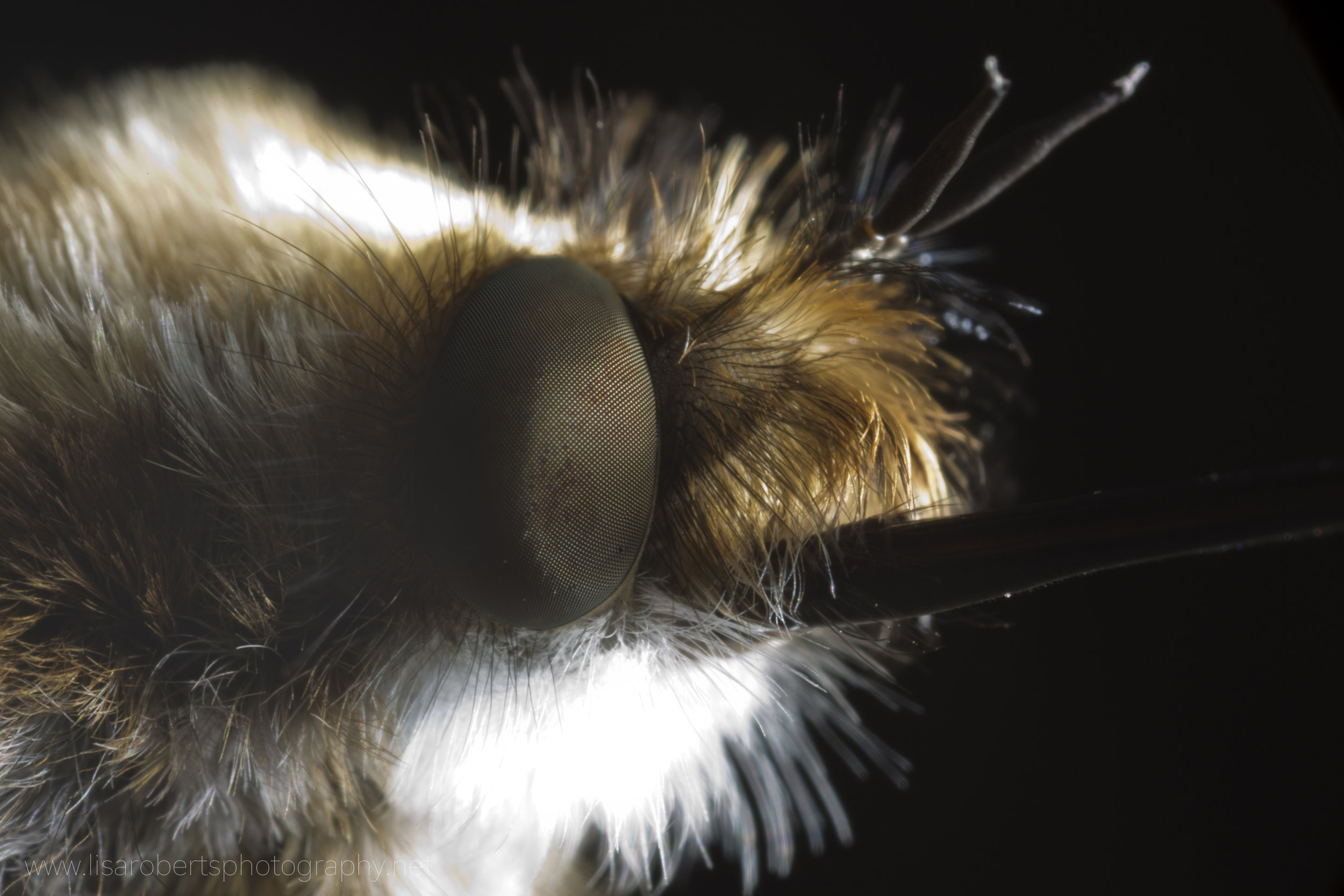  Bee Fly, close-up 