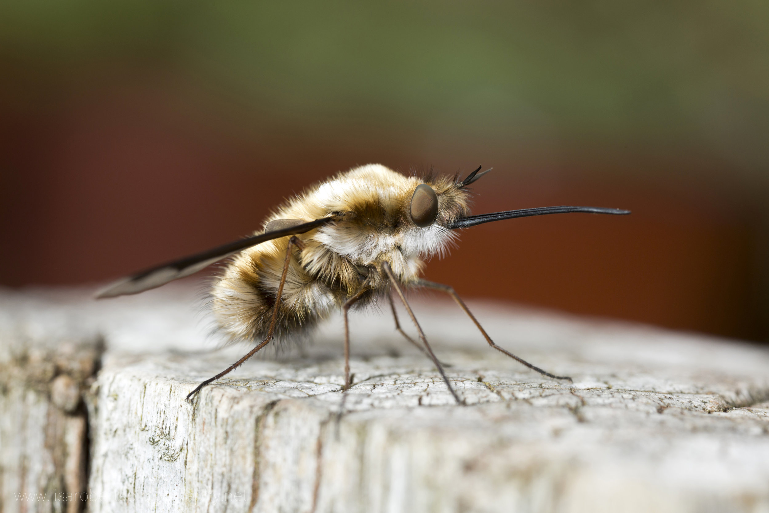  Bee Fly 