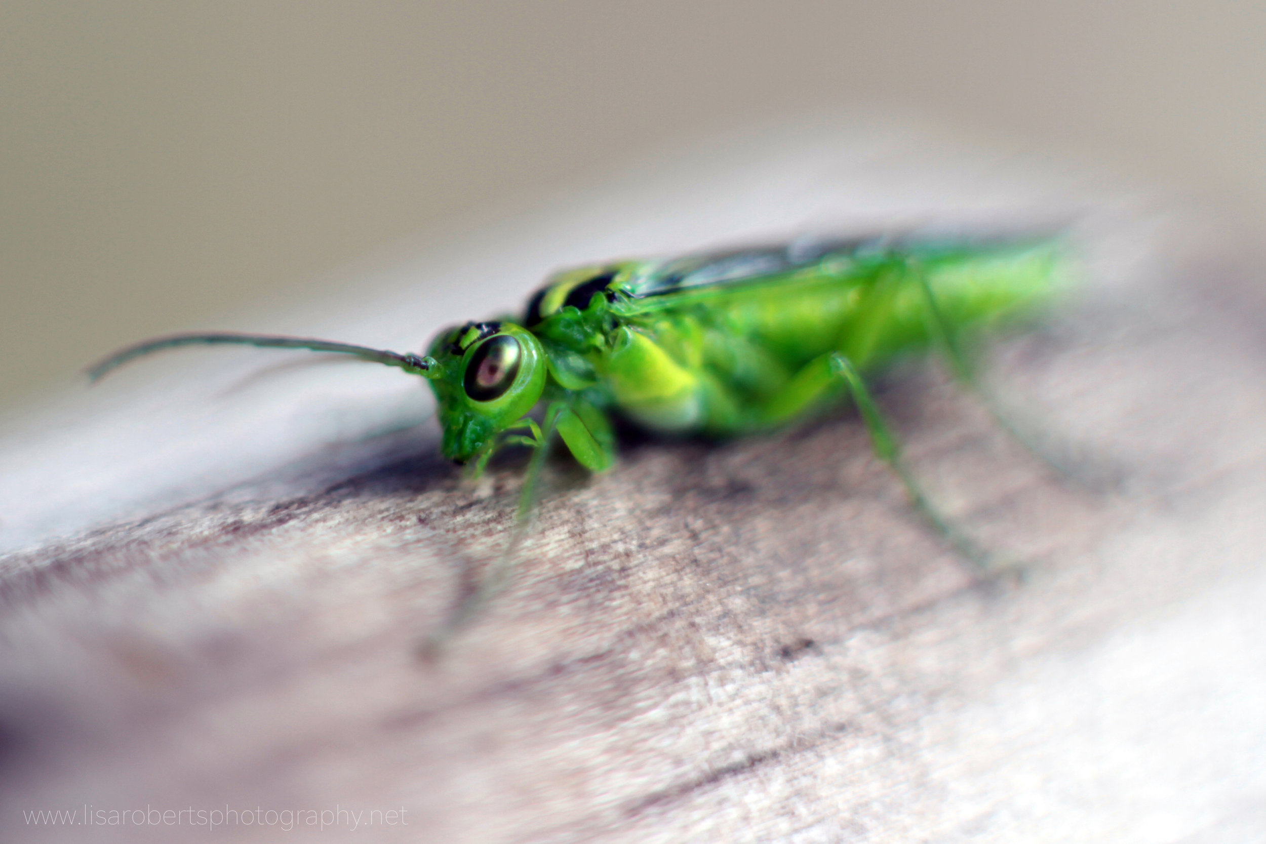  Green Sawfly 