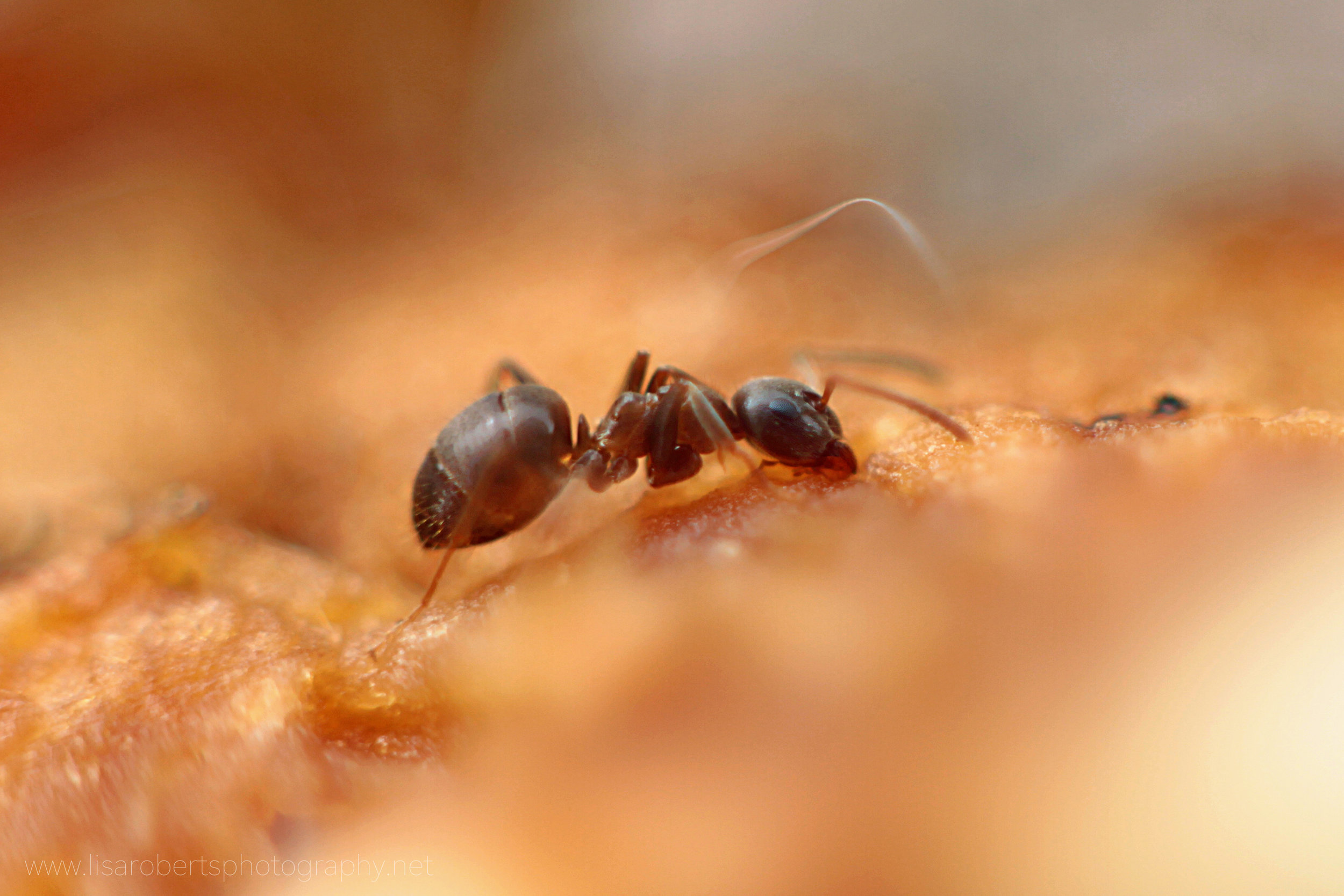  Single node Ant 