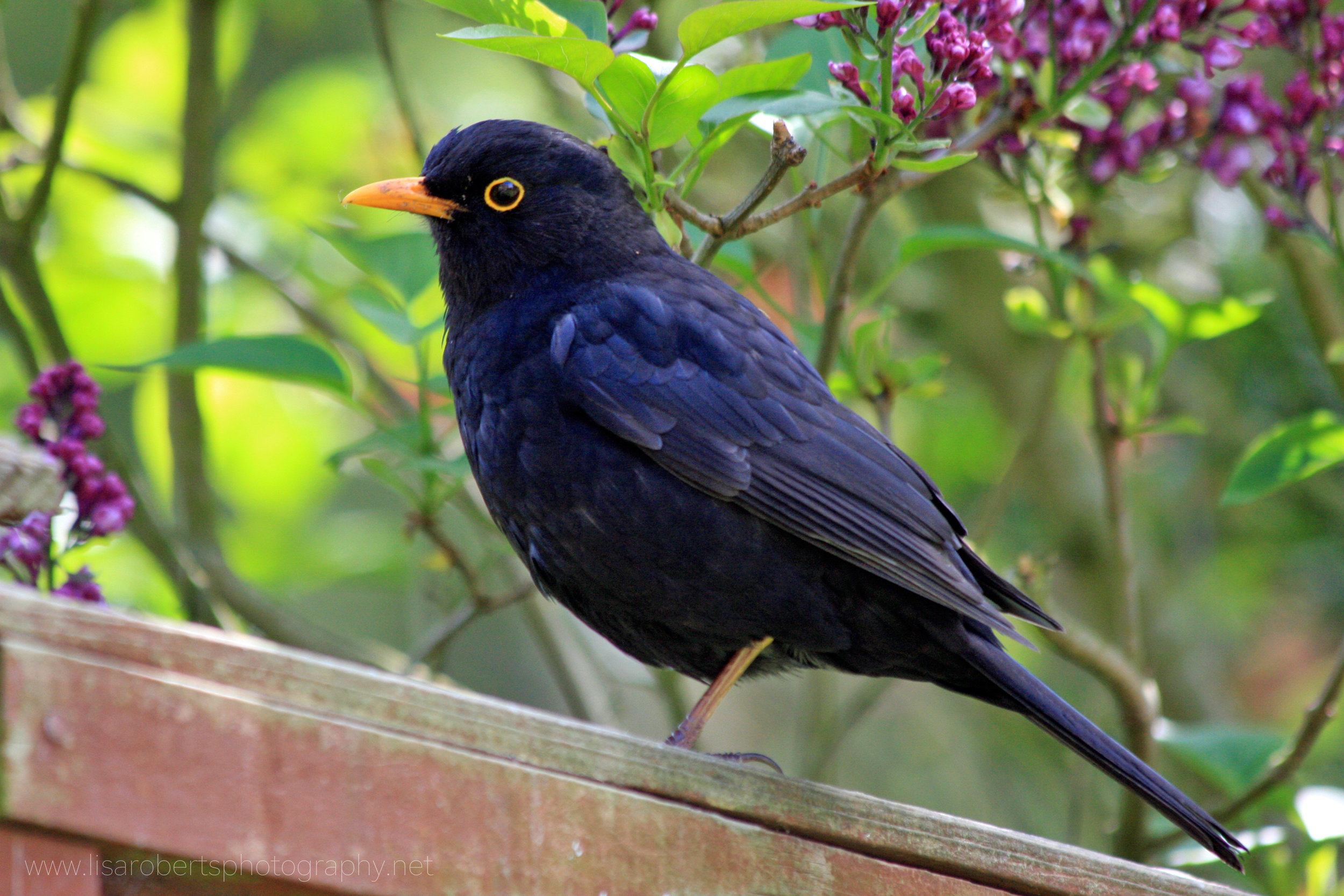  Male Blackbird by Lilac bush 