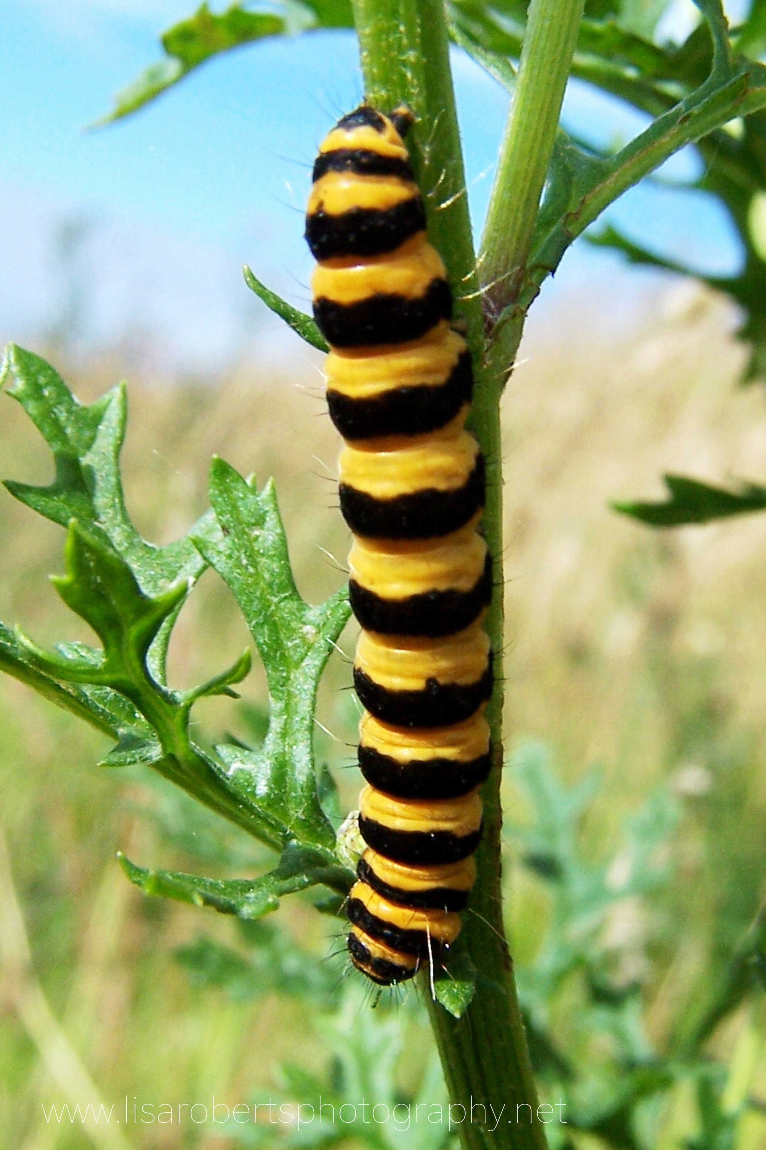  Cinnabar Moth Caterpillar on Ragwort 