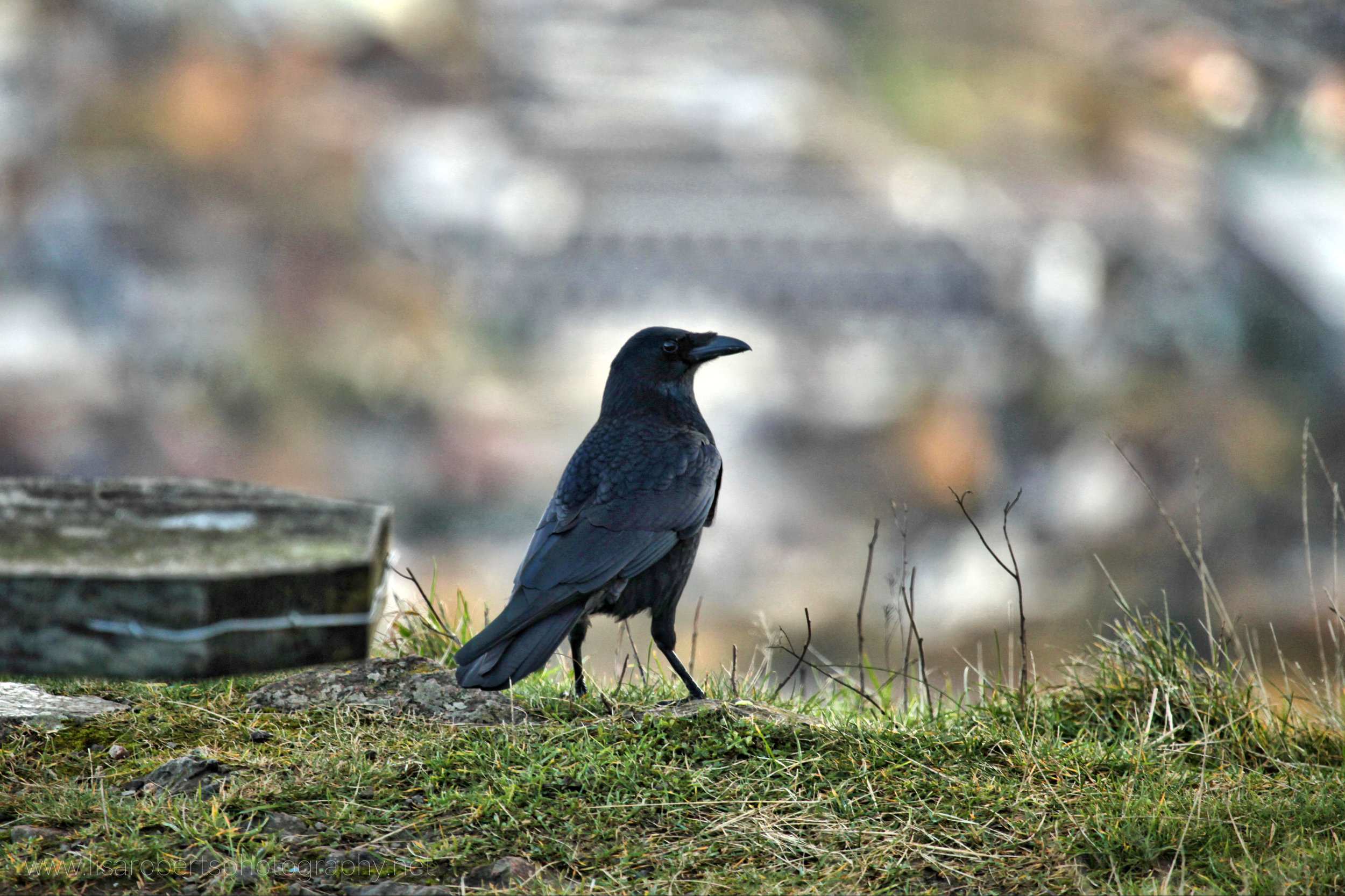  Crow on the Malvern Hills 