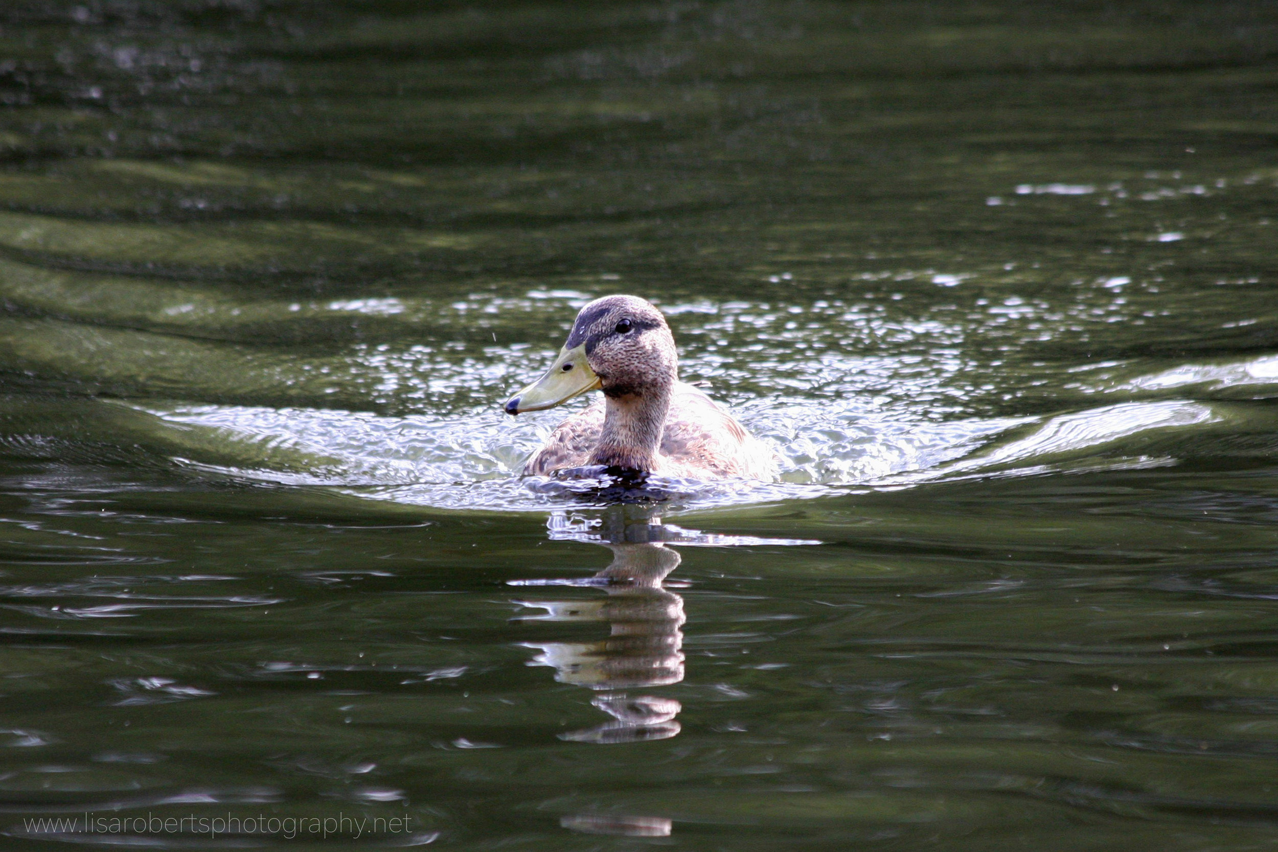  Female Mallard Duck swimming 