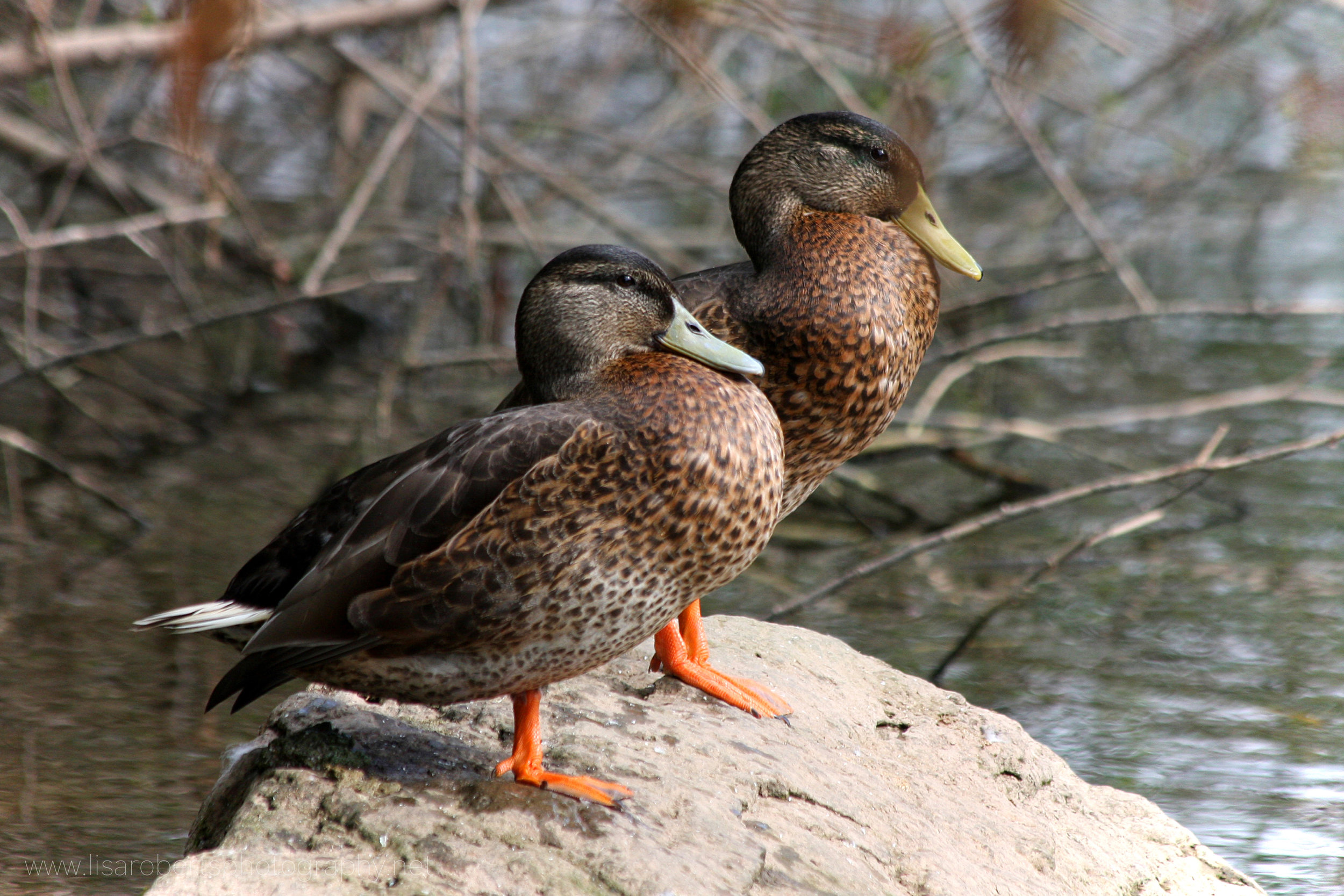  Pair of female Mallard Ducks 