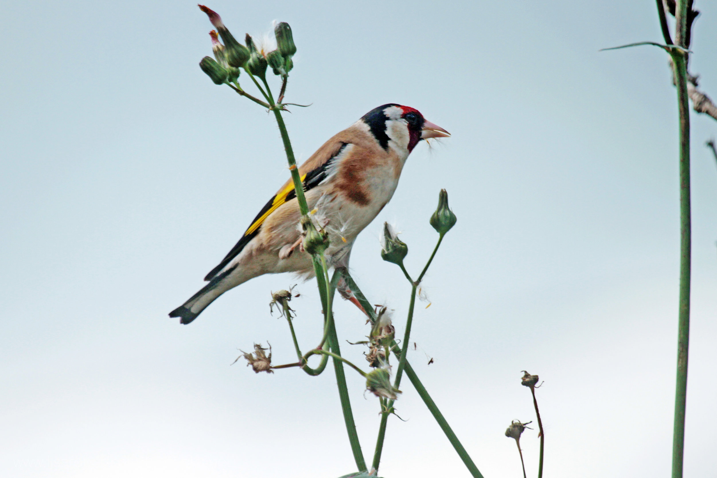  Goldfinch 