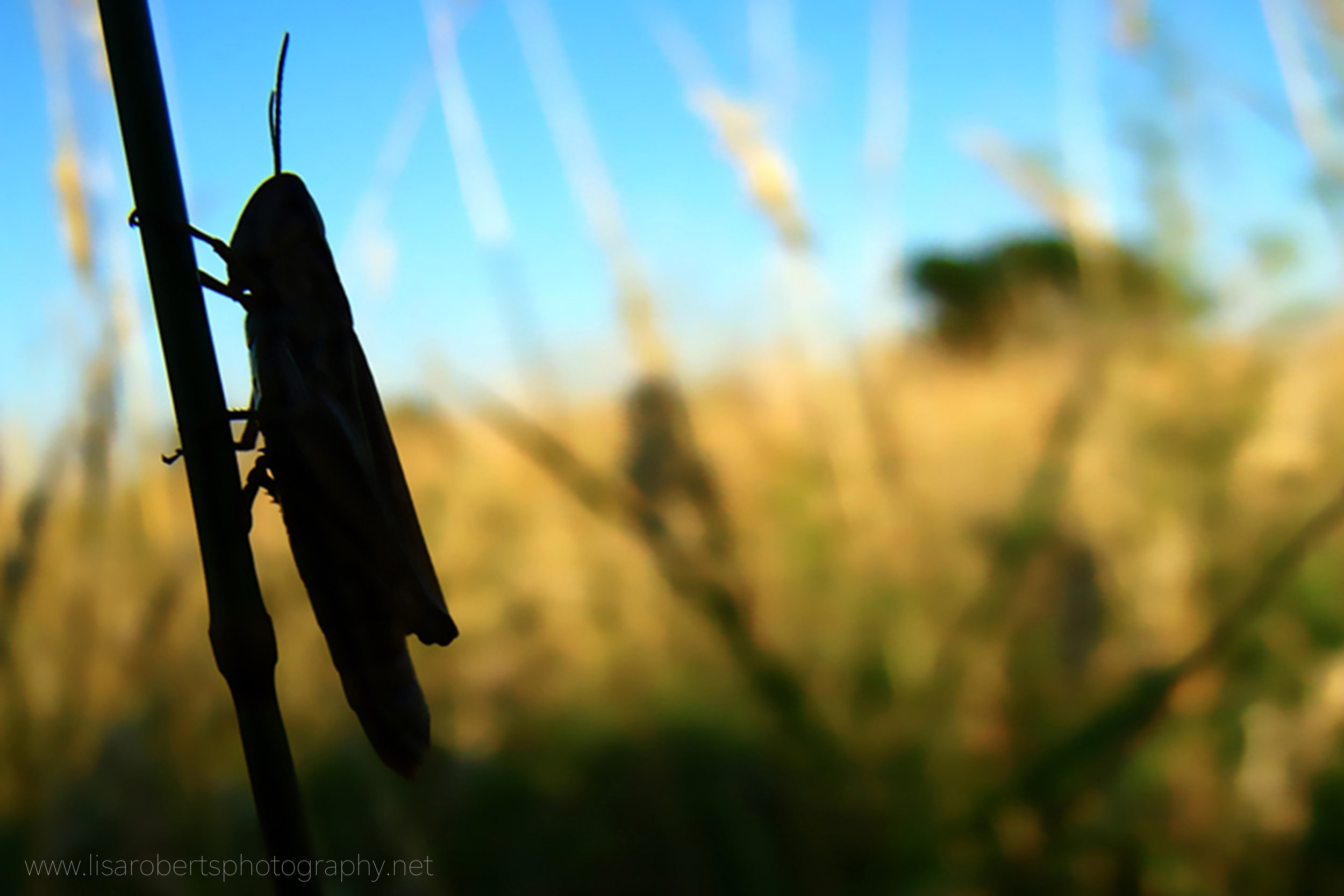  Field Grasshopper 