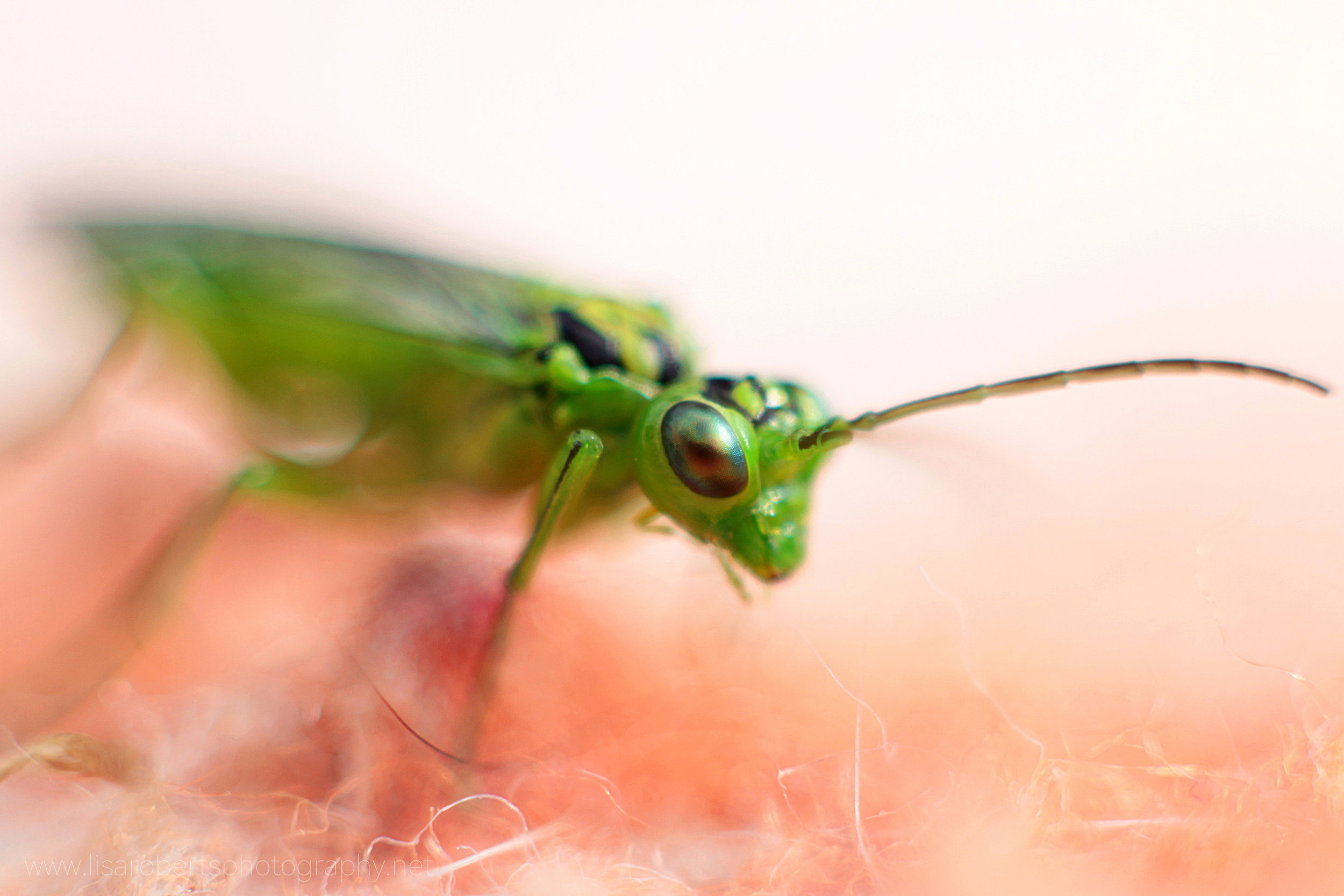  Green Sawfly 