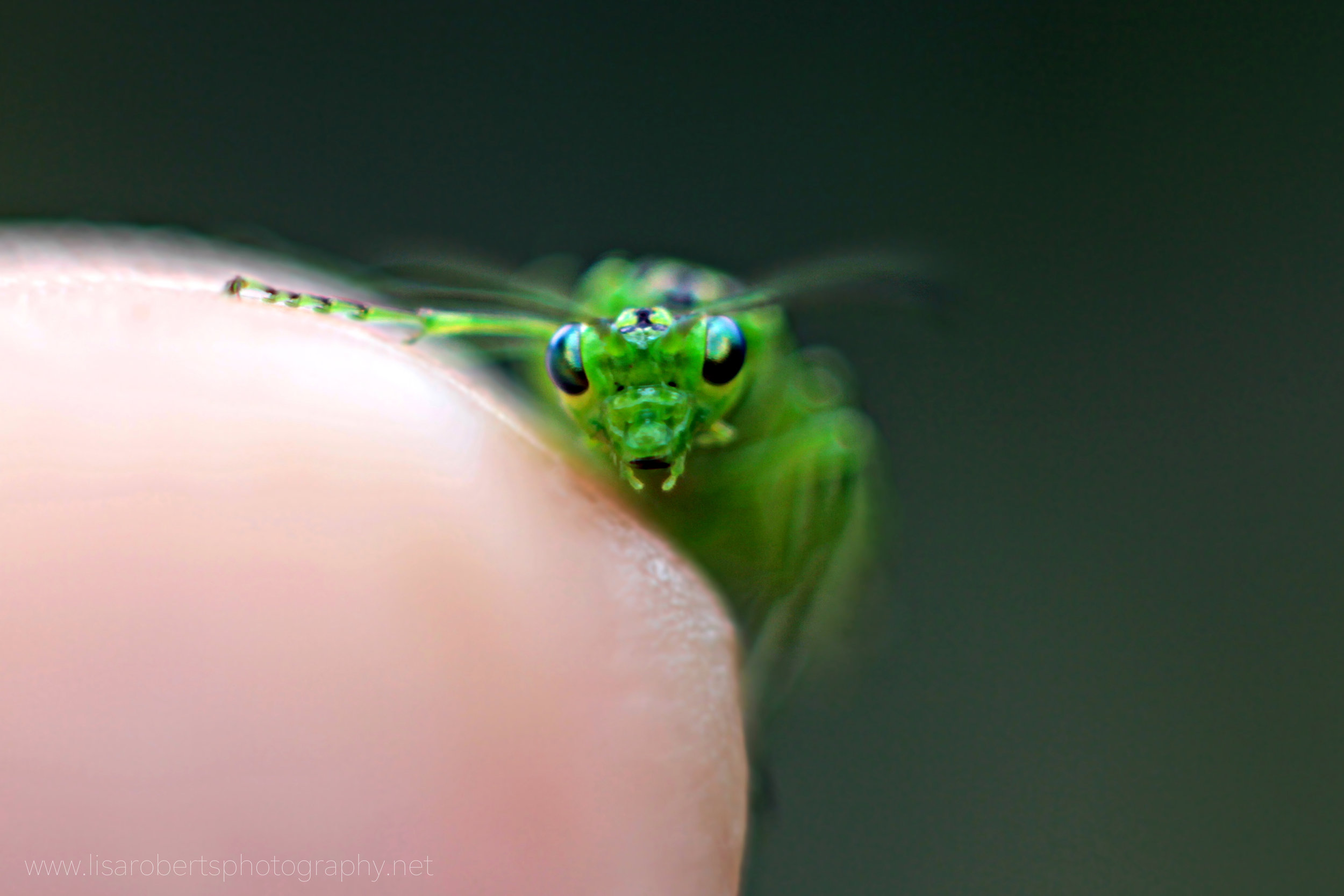  Green Sawfly on finger tip 