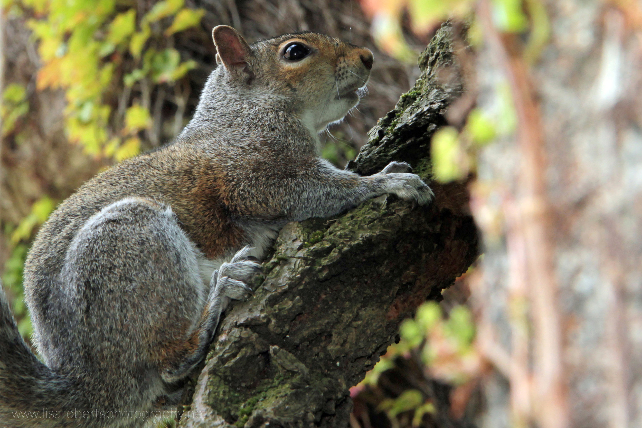  Grey Squirrel on Ivy branch 