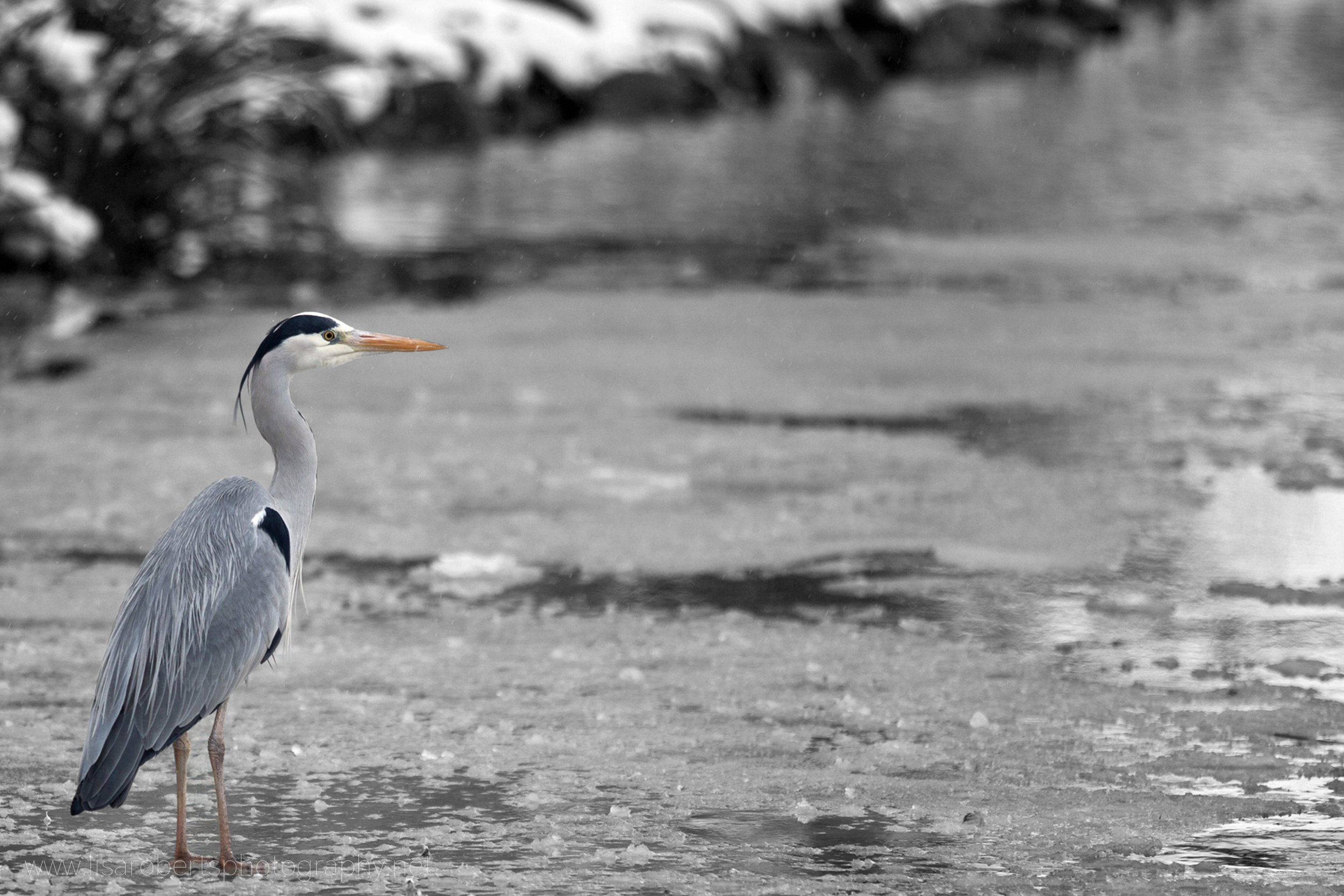  Heron on frozen pond 