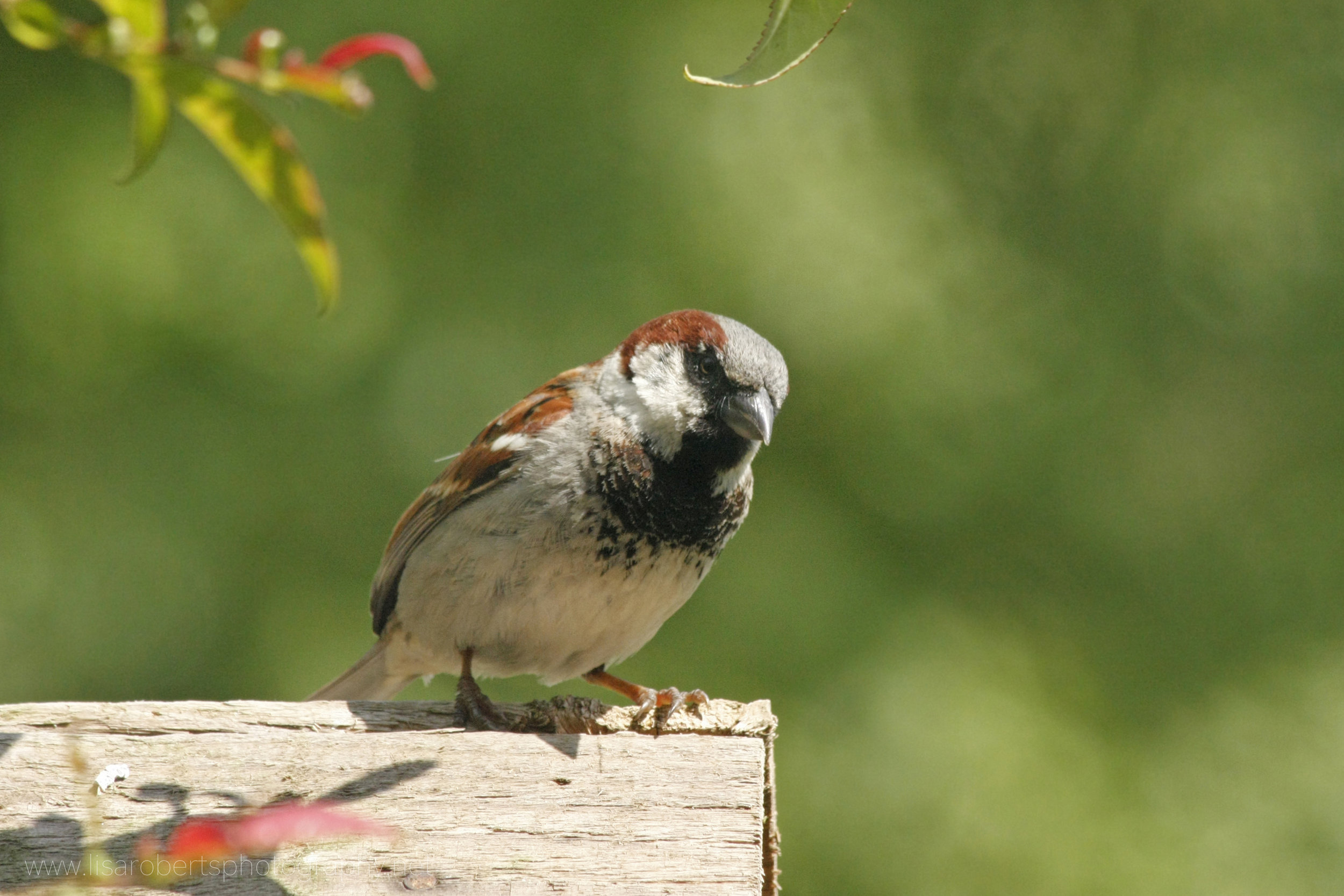  House Sparrow on bird table roof 