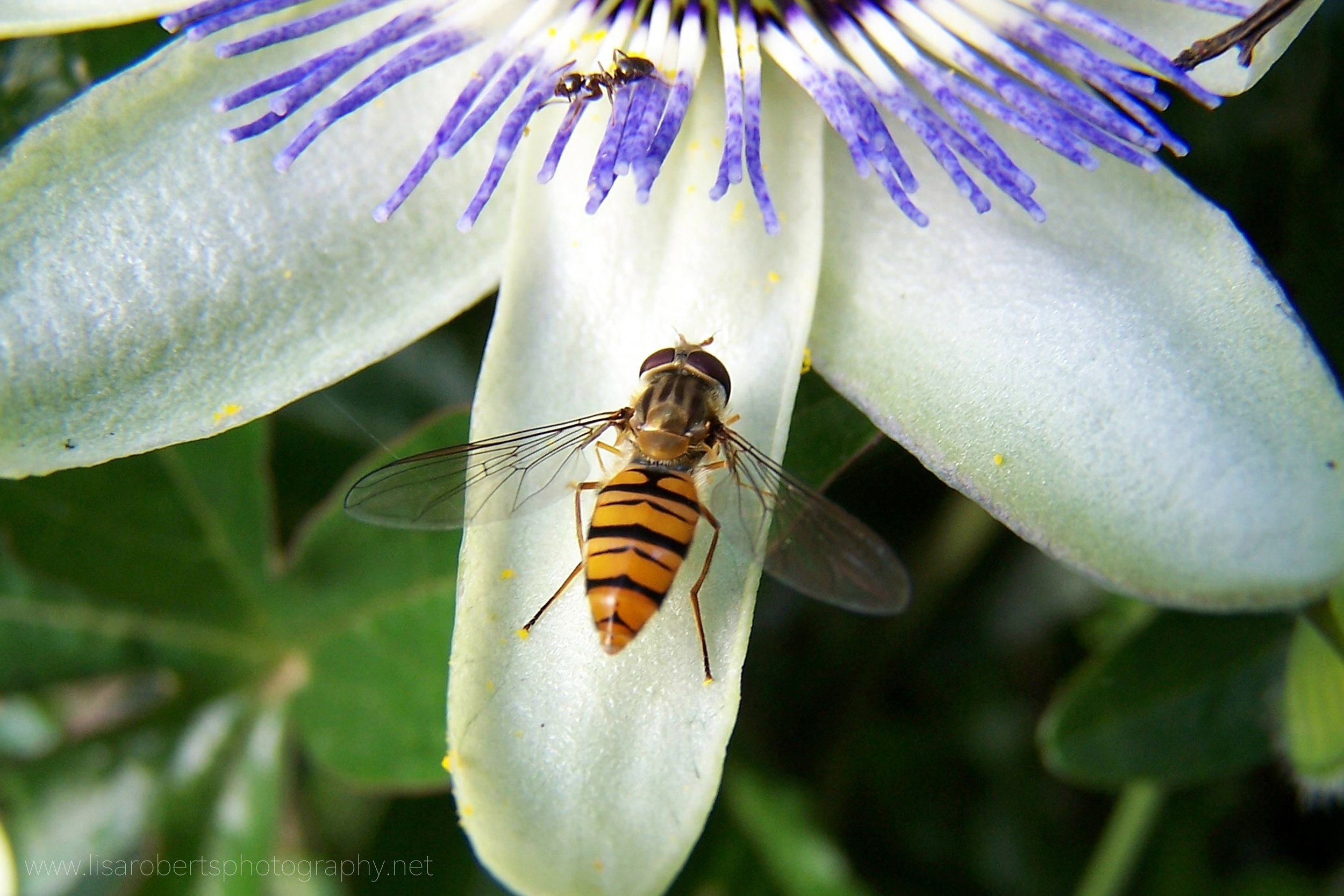  Hoverfly on Passion flower 