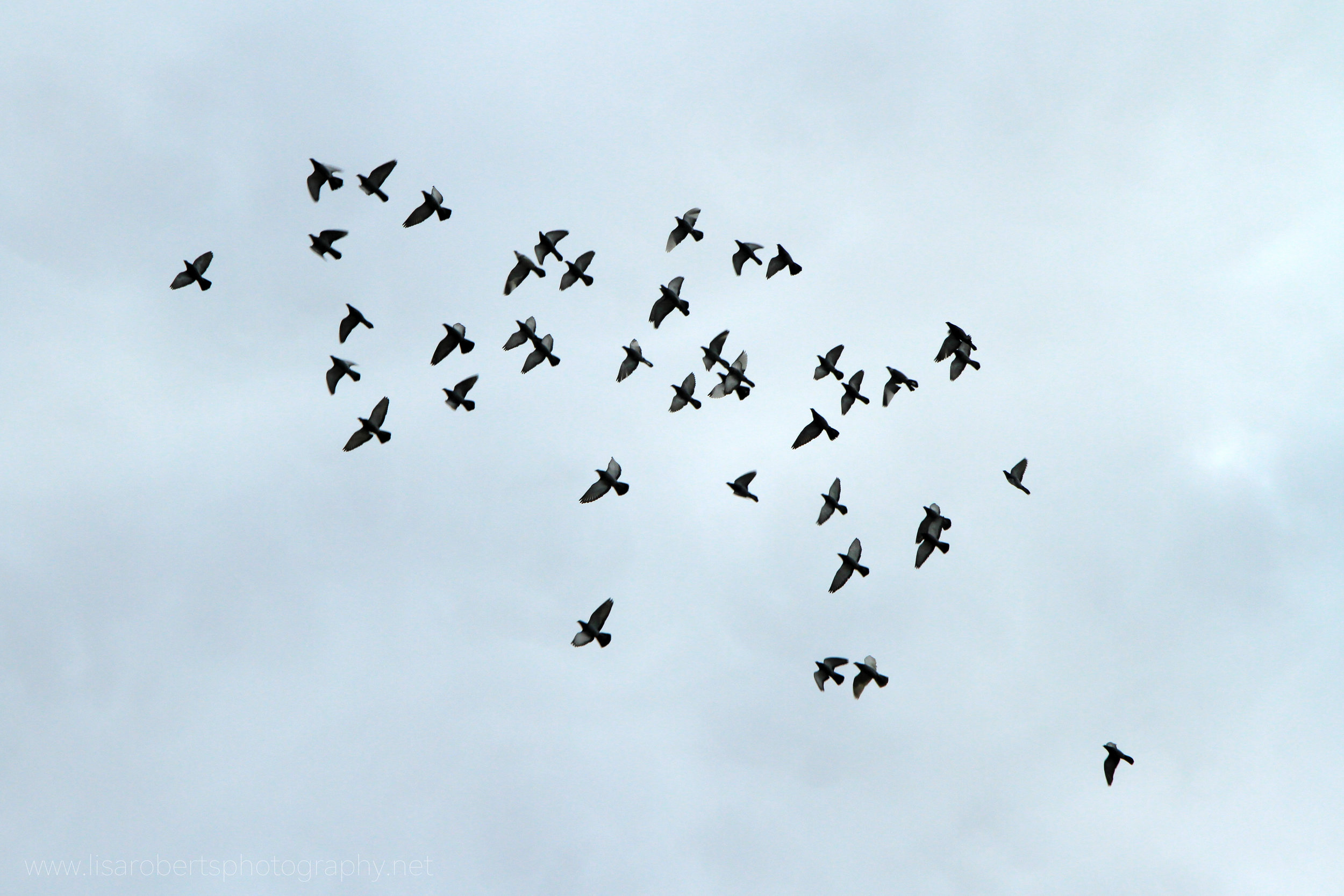  Flock of Pigeons 