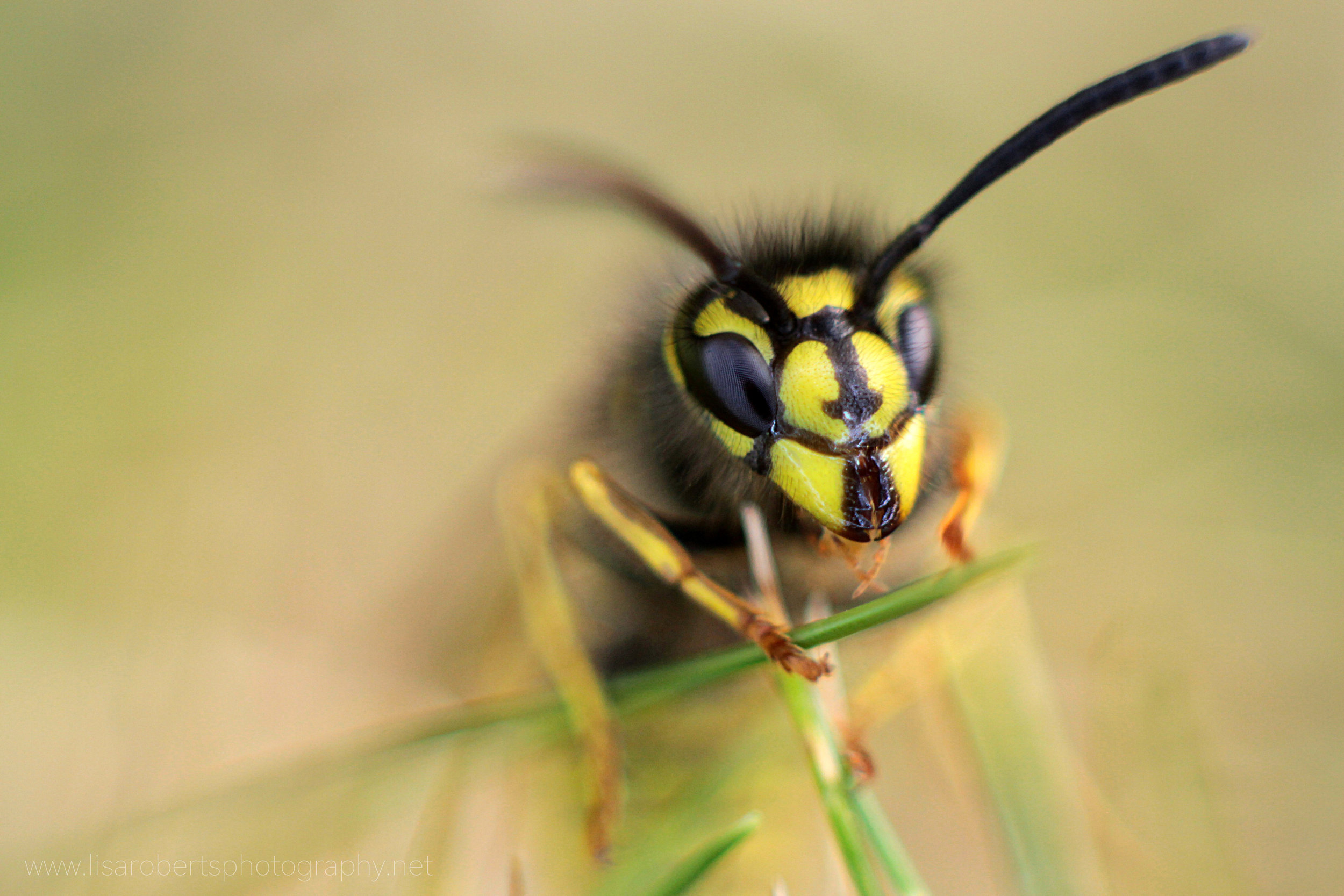  Wasp front view 