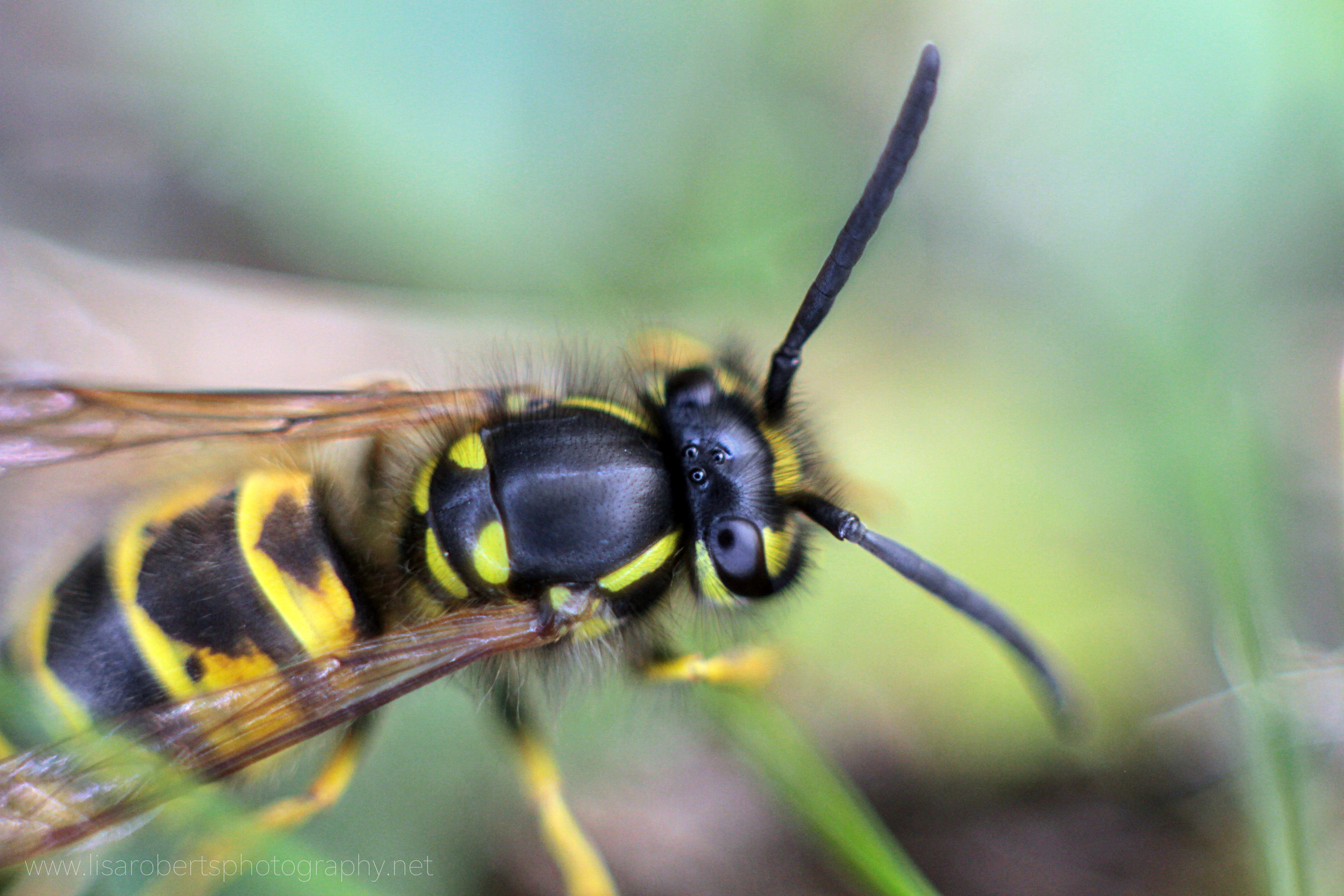  Wasp from above 