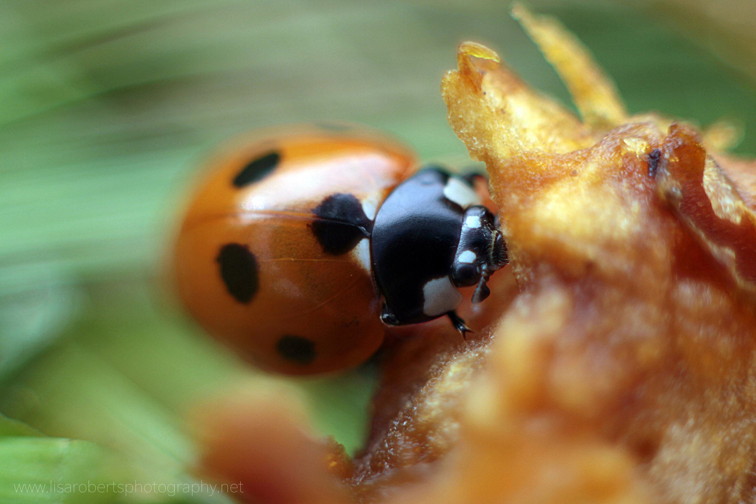 7-Spot Ladybird 