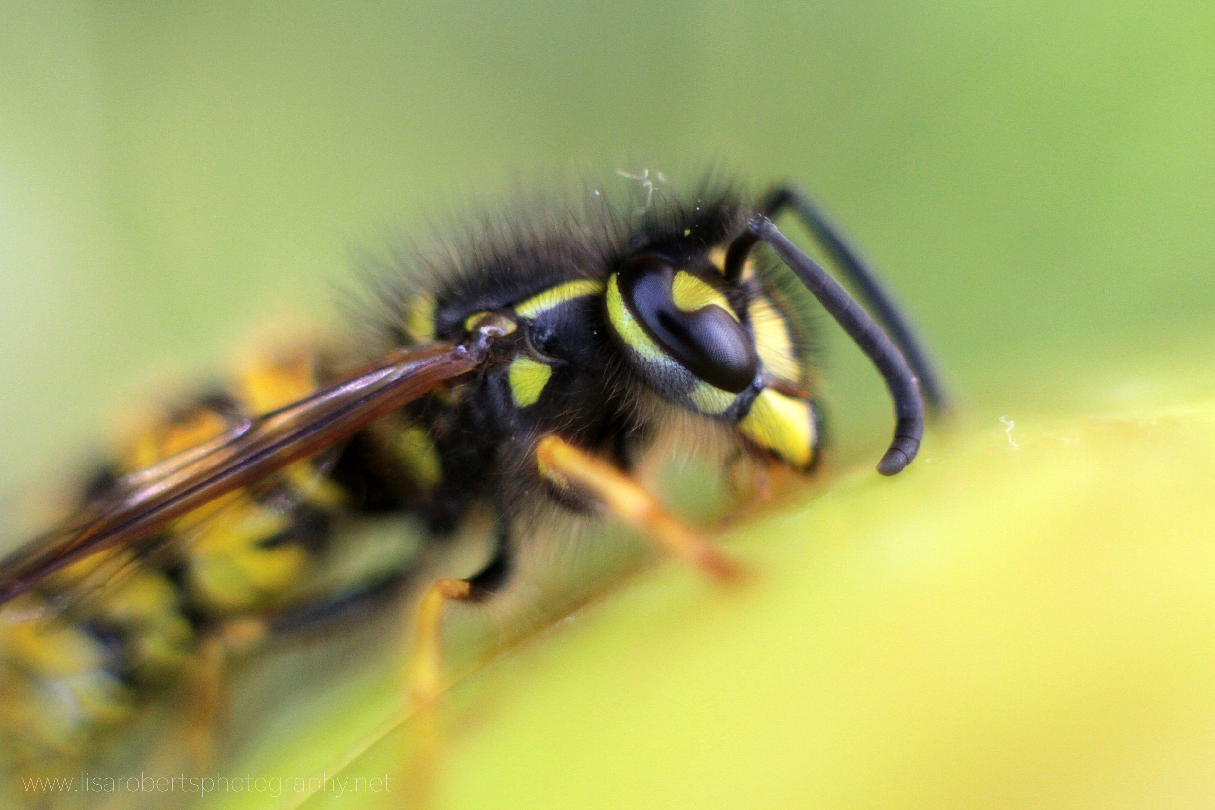  Wasp profile 