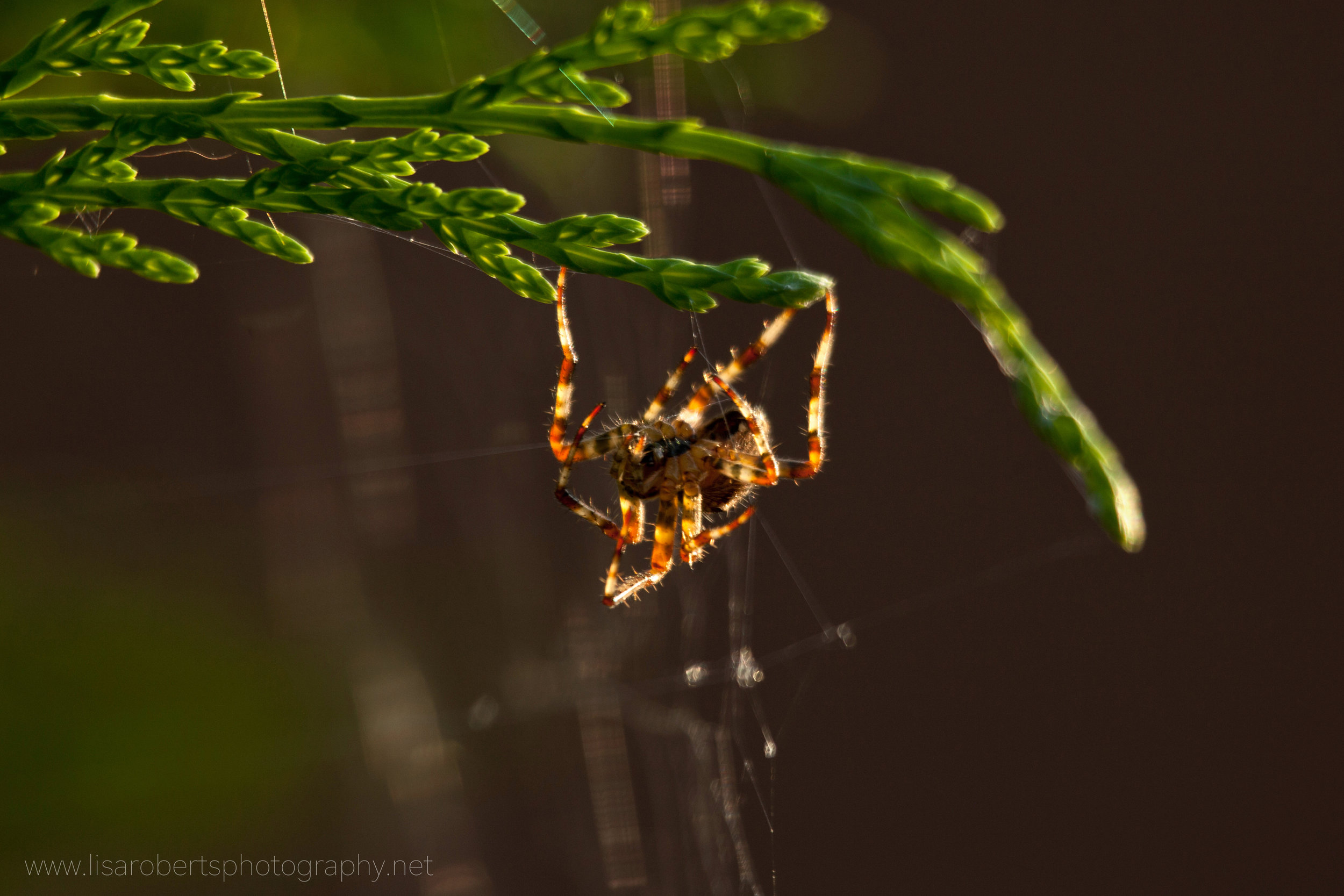  Garden Spider upside down on Conifer hedge 