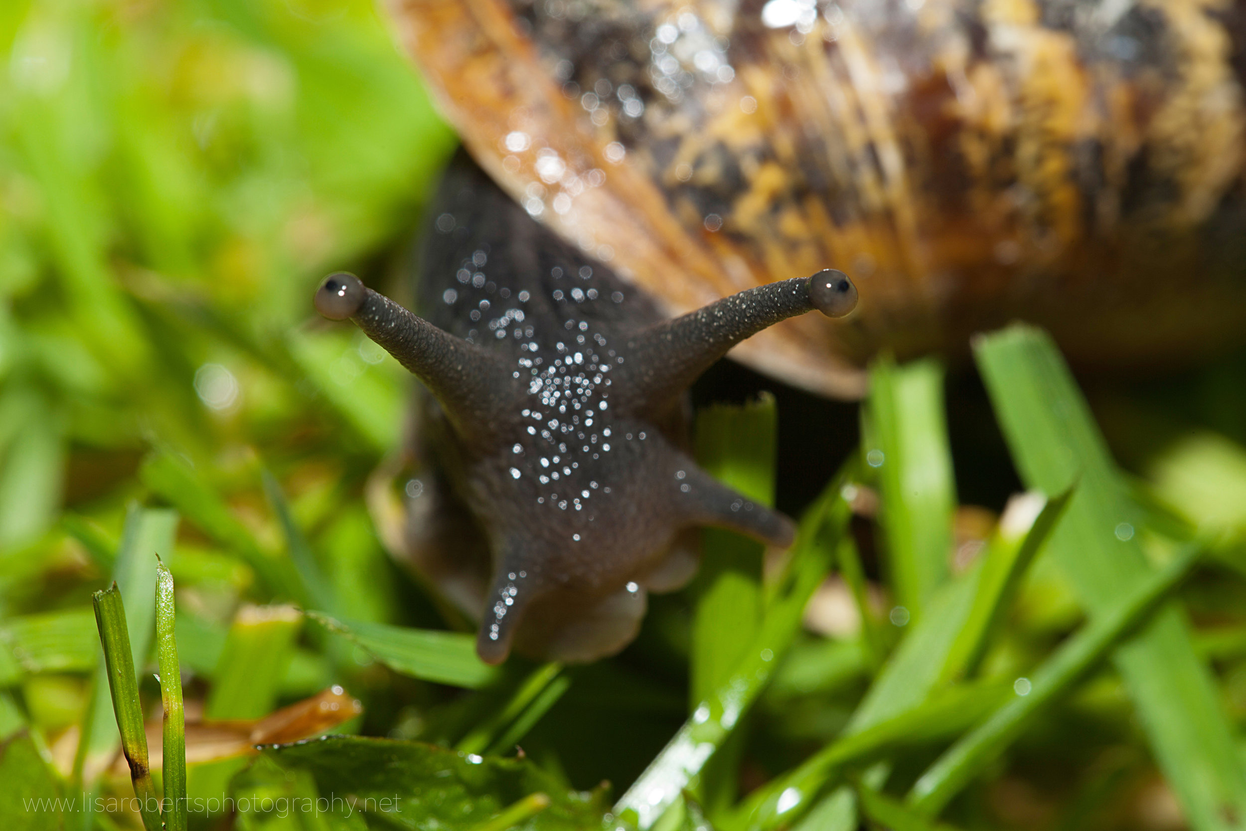  Common Garden Snail 