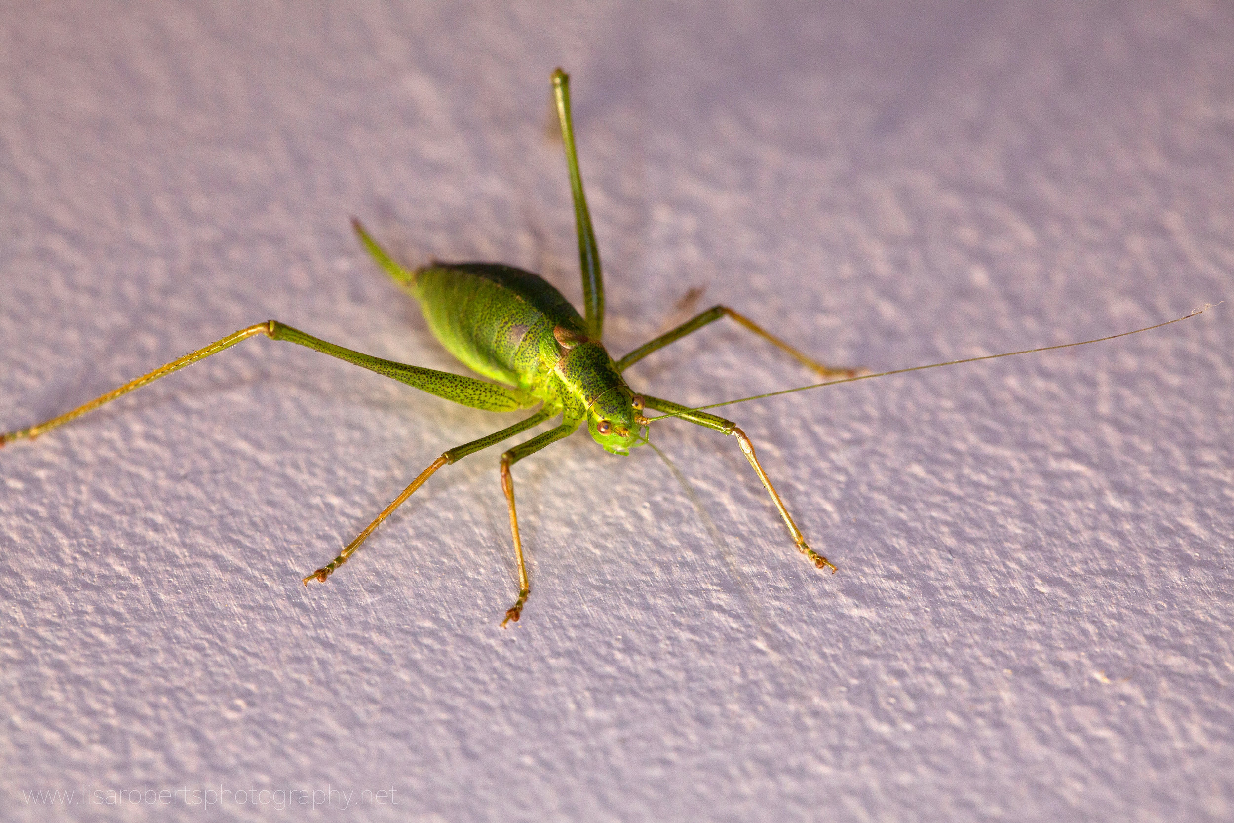  Female Speckled Bush Cricket 