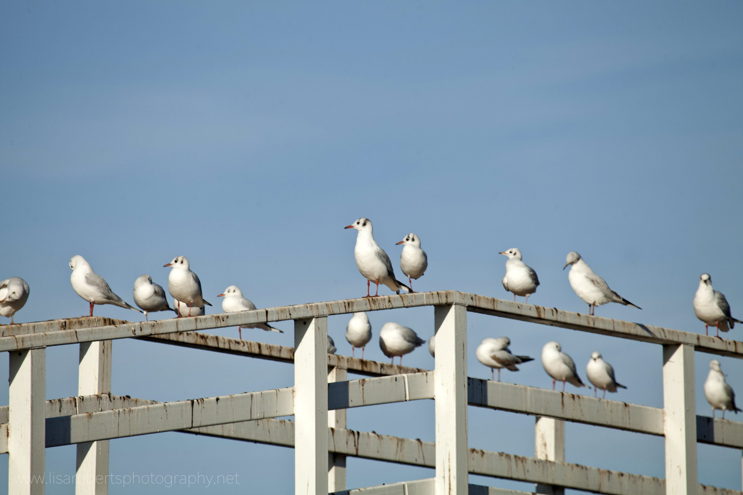  Black-headed Gulls on bridge 
