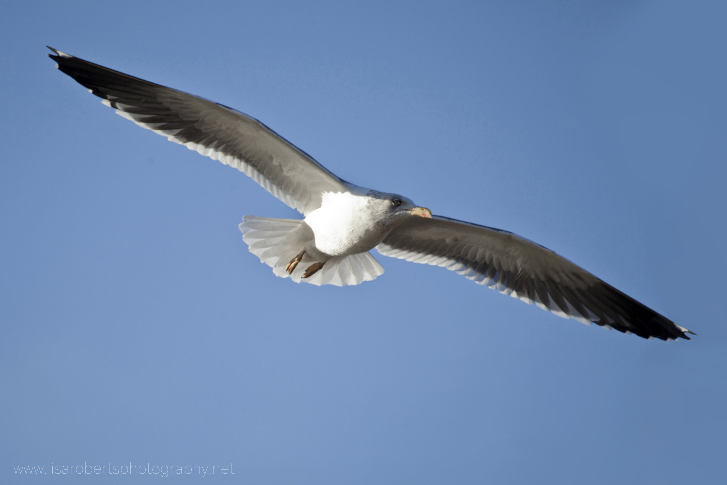  Great Black-backed Gull 