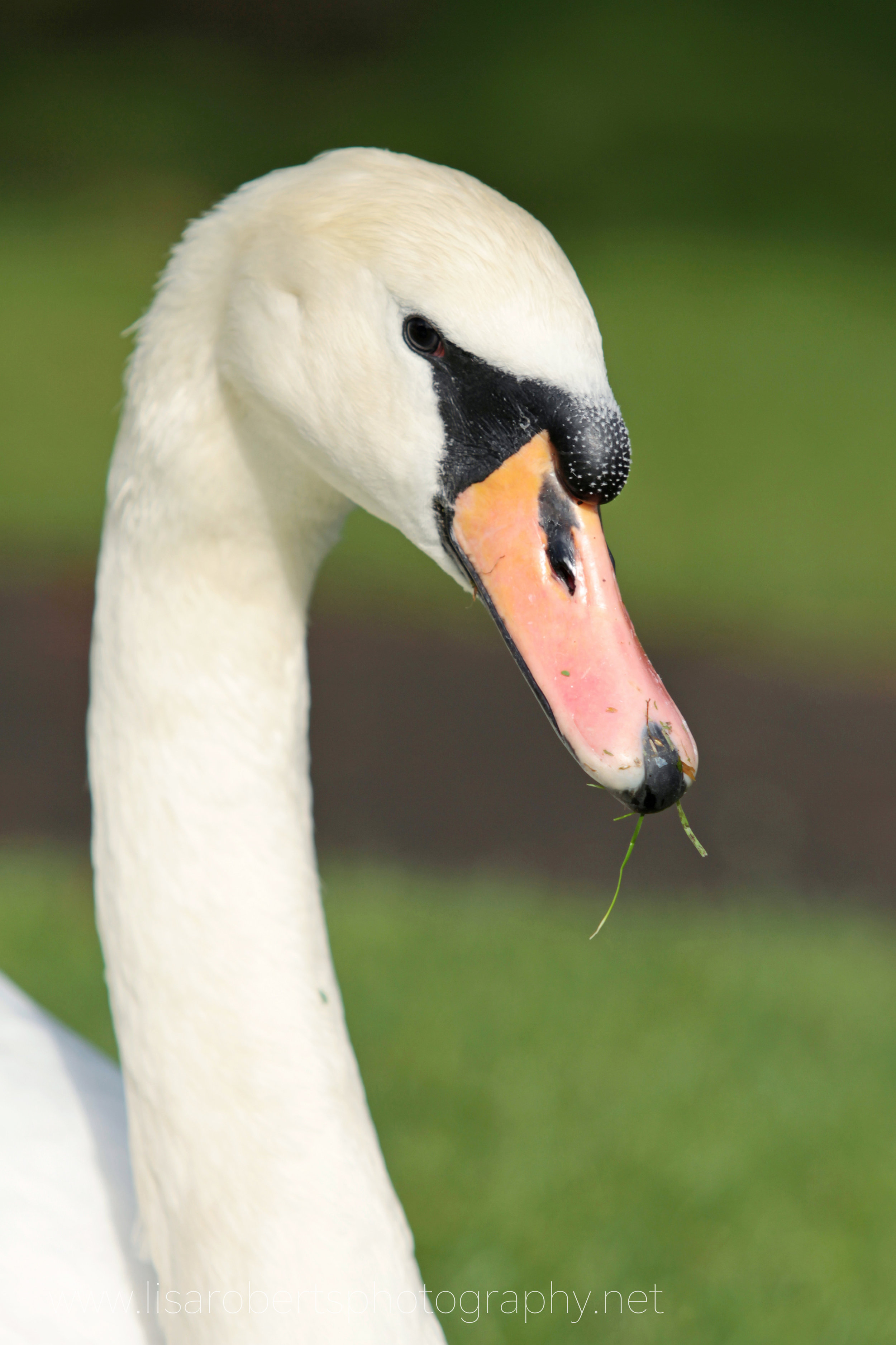  Female Swan 