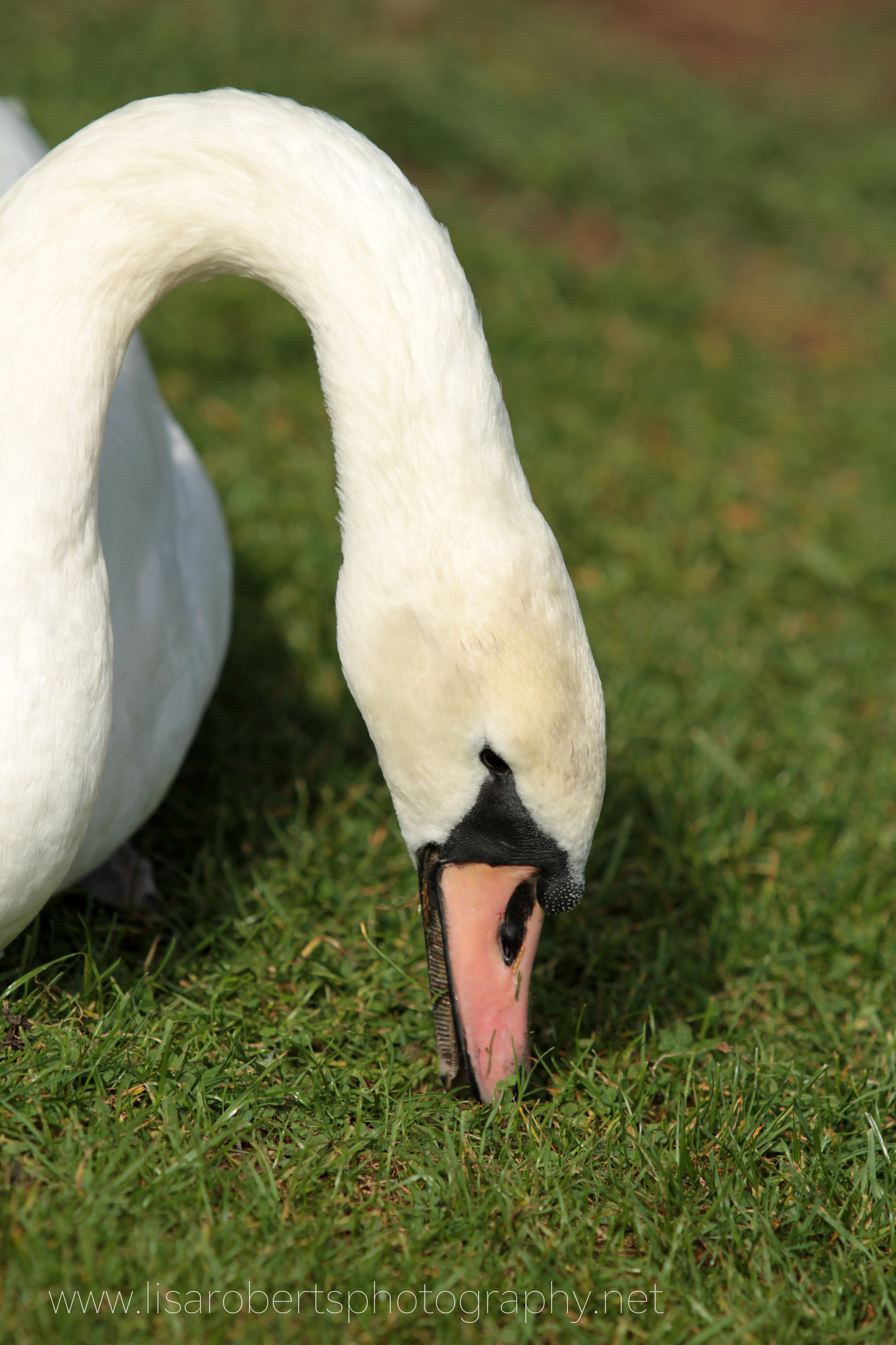  Female Swan grazing 