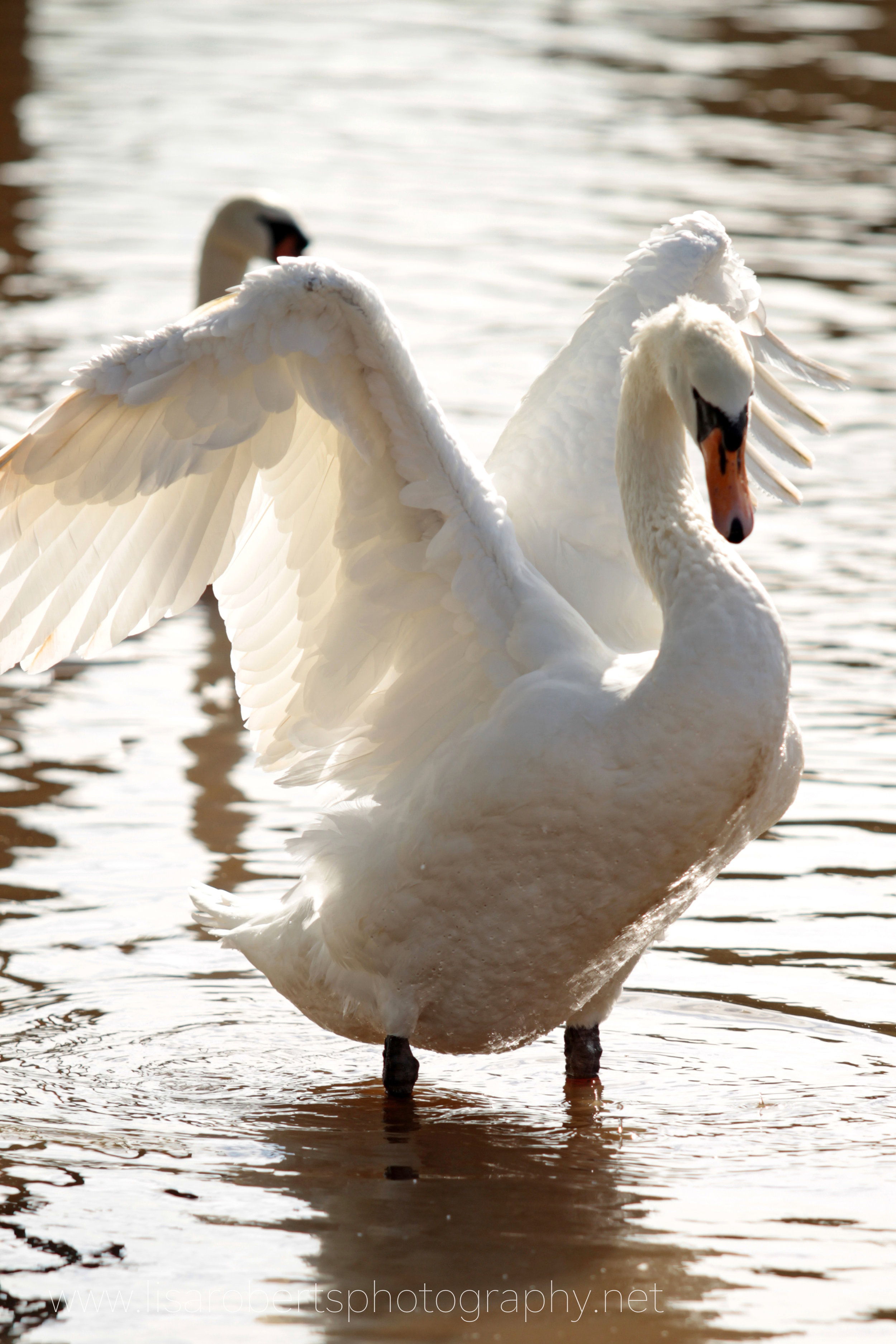 Swan shaking wings 