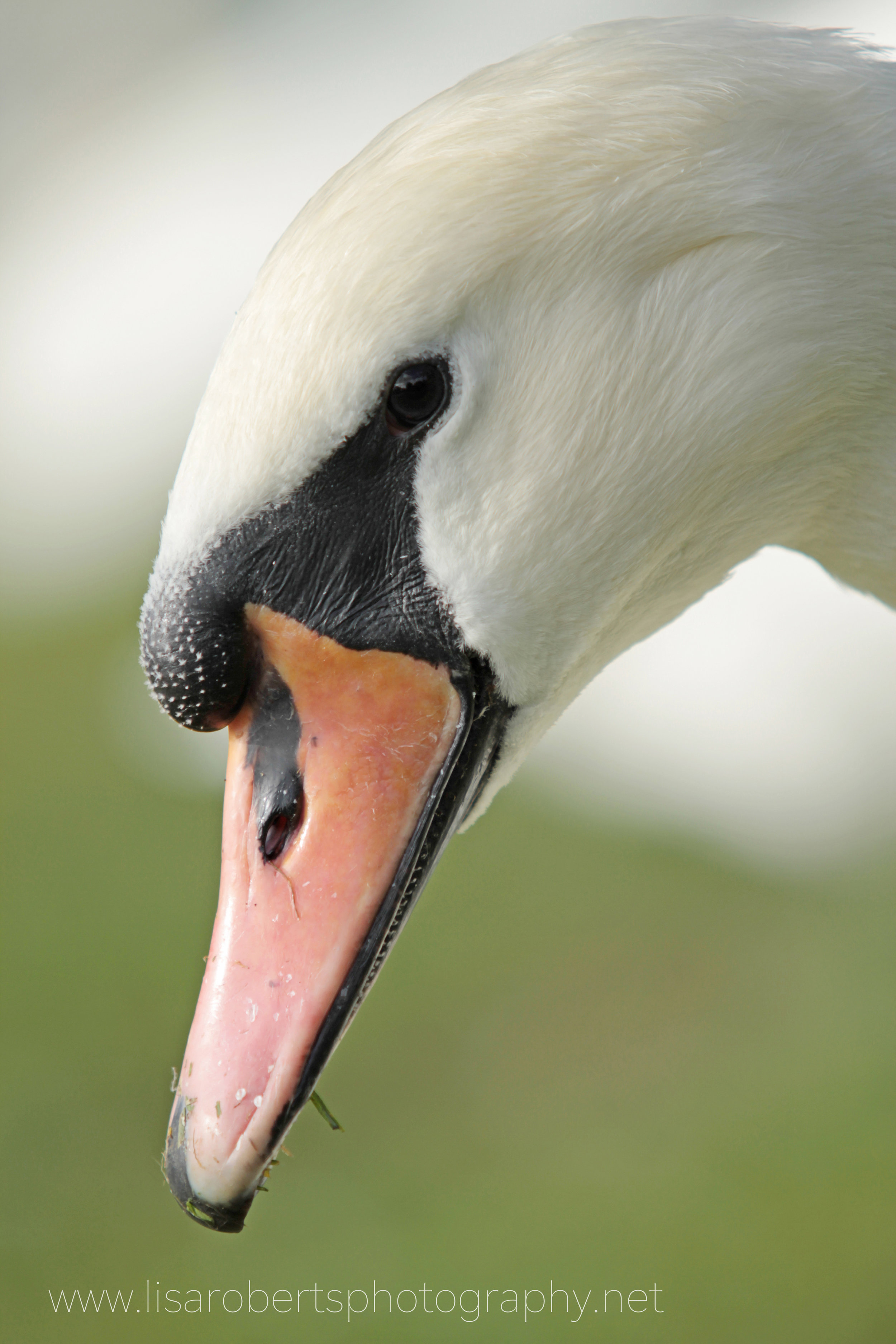  Female Swan, up close 