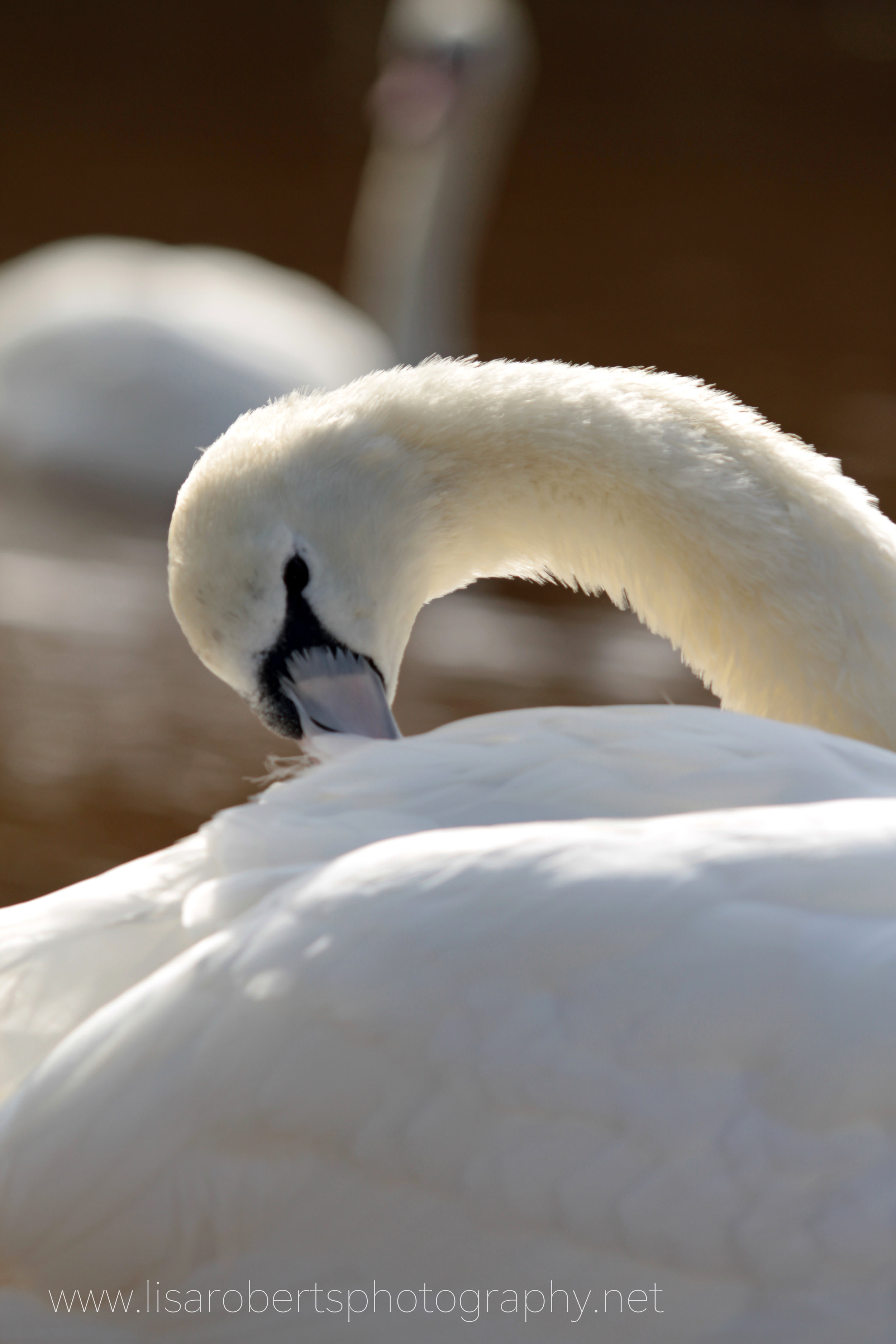  Swan preening 