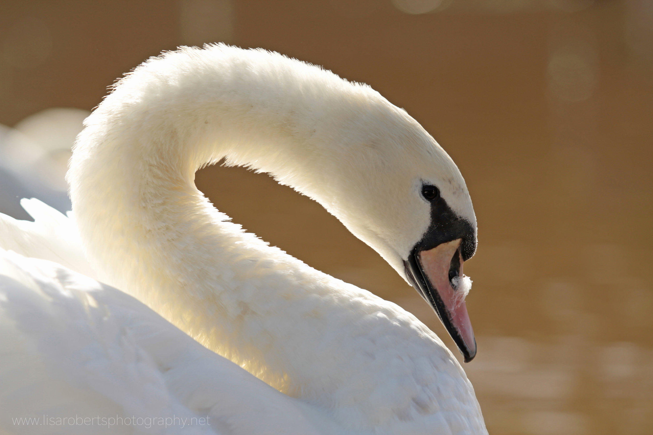  Female Swan with feather on beak 