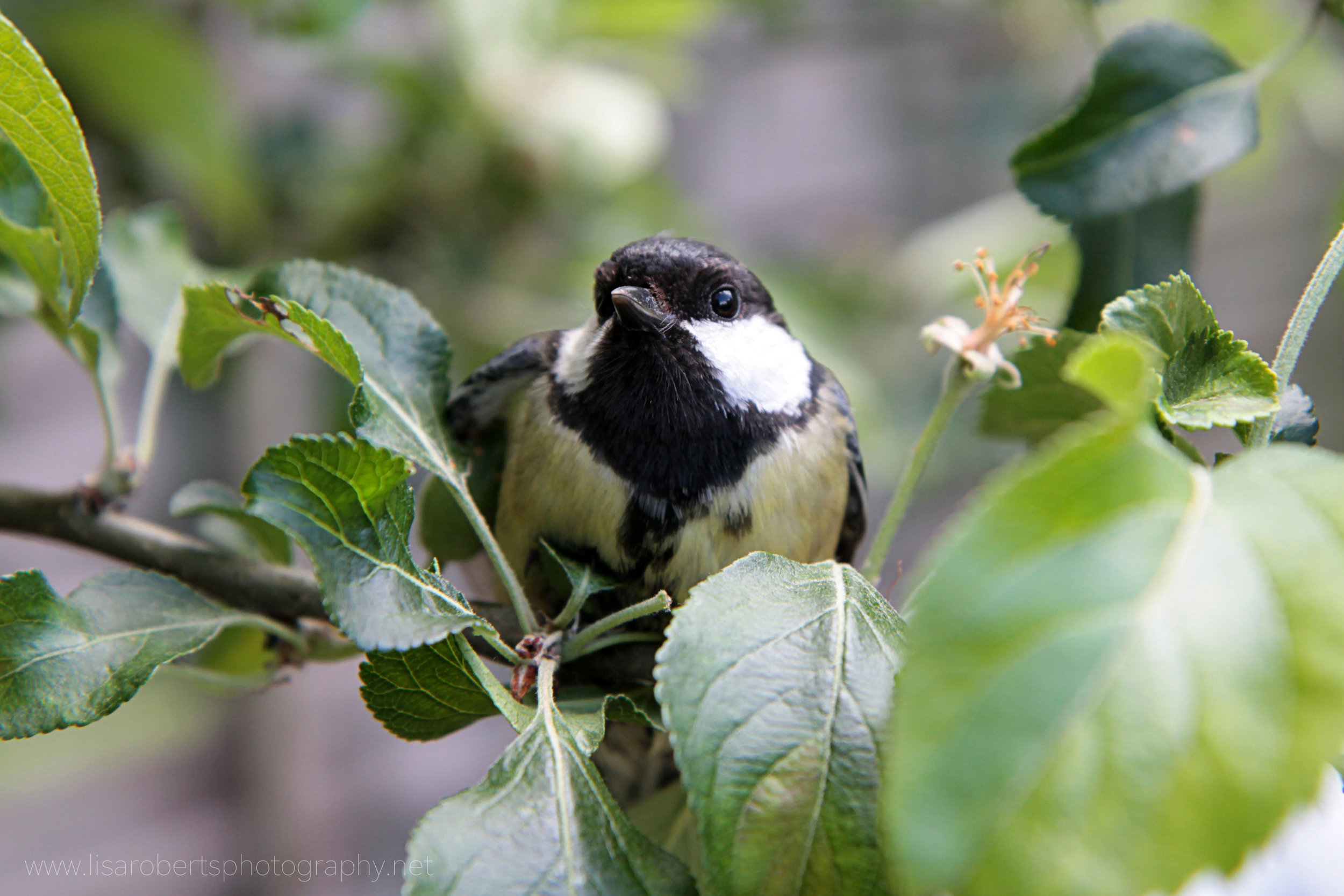  Great Tit in apple tree 