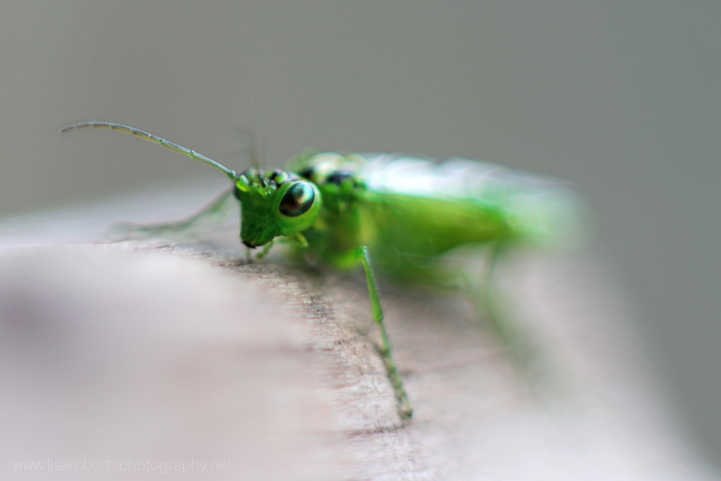  Green Sawfly 