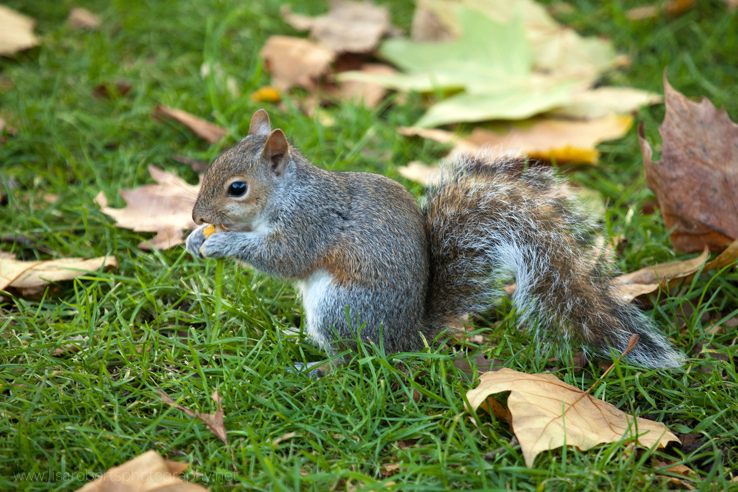  Grey Squirrel on the ground 