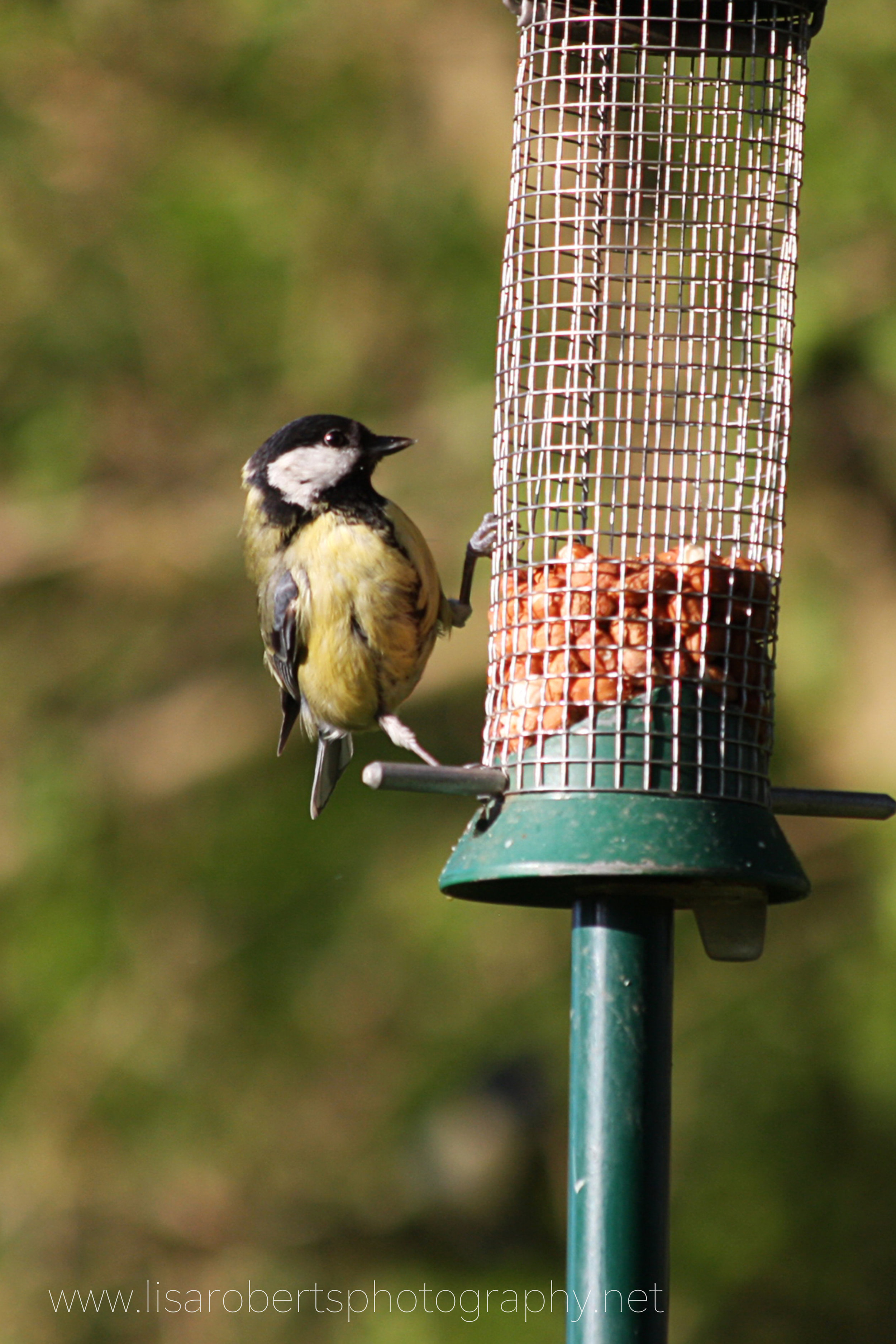  Female Great Tit on nuts 