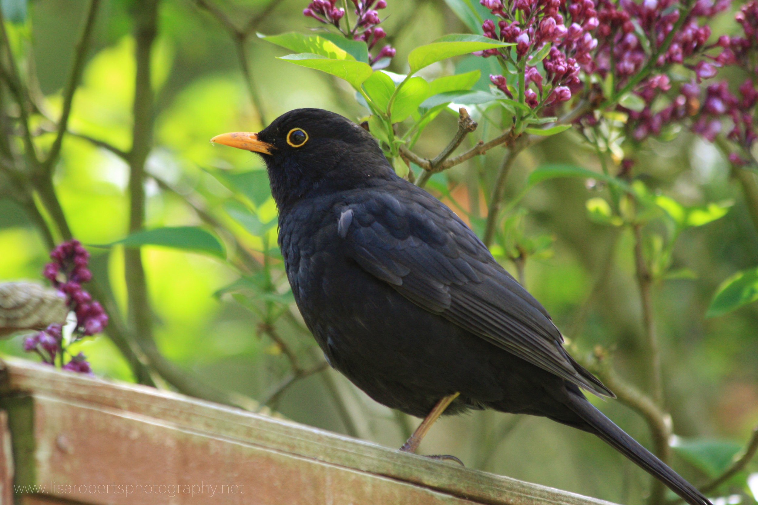  Male Blackbird 