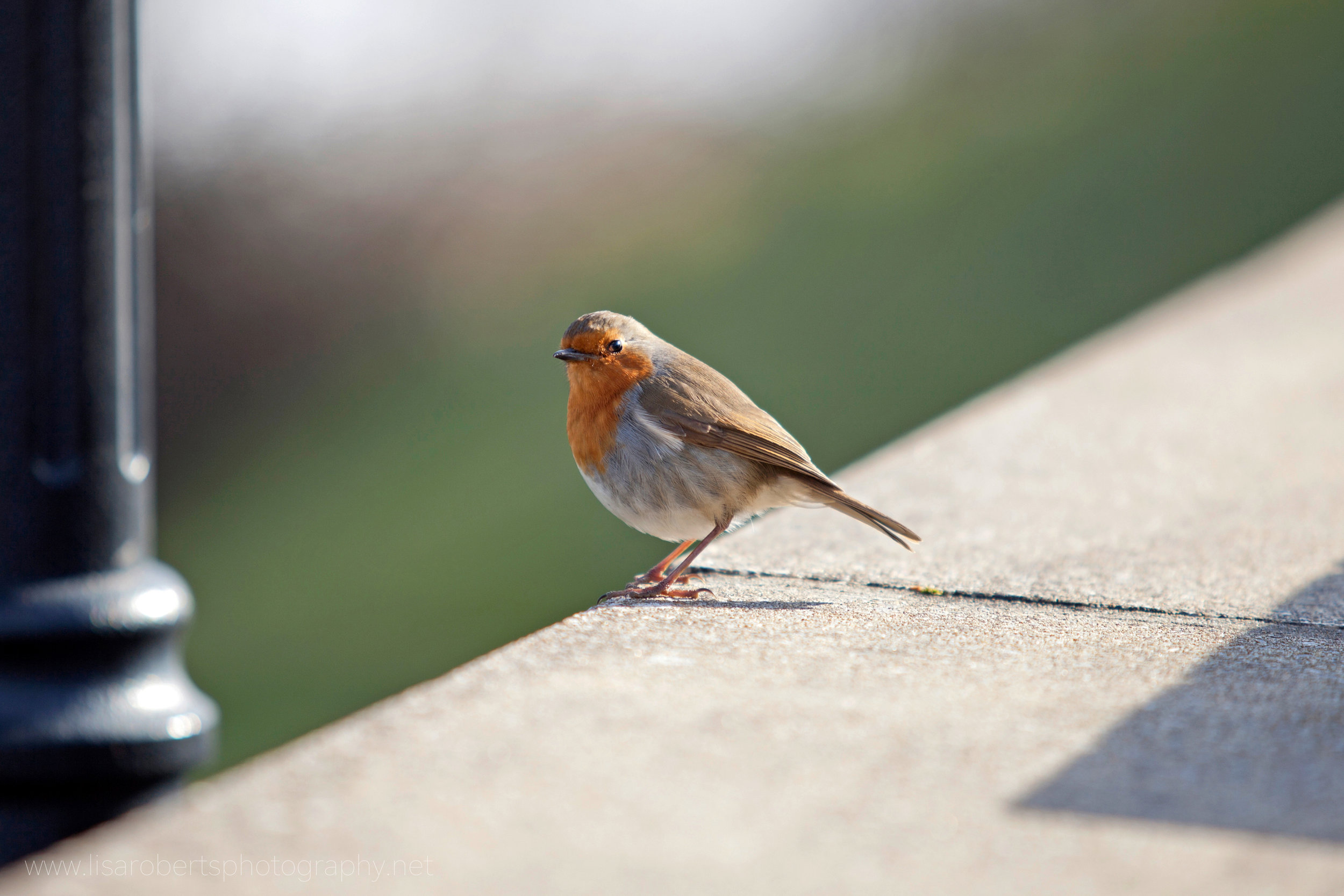  Robin on path 