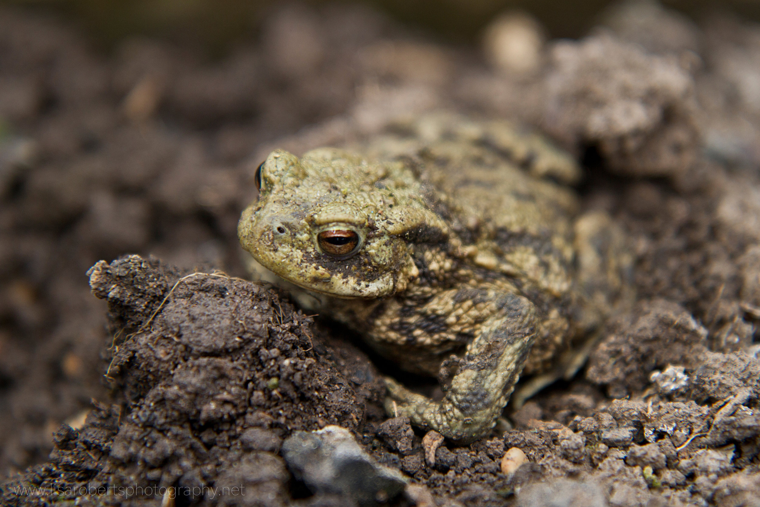  Common Toad 