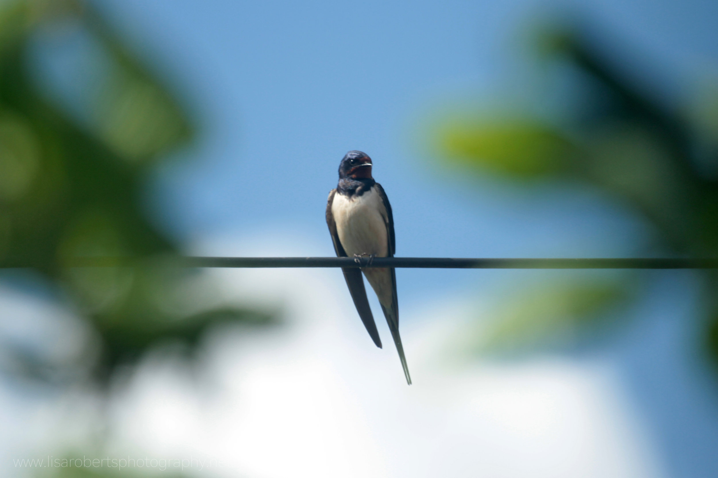  Swallow on wire 