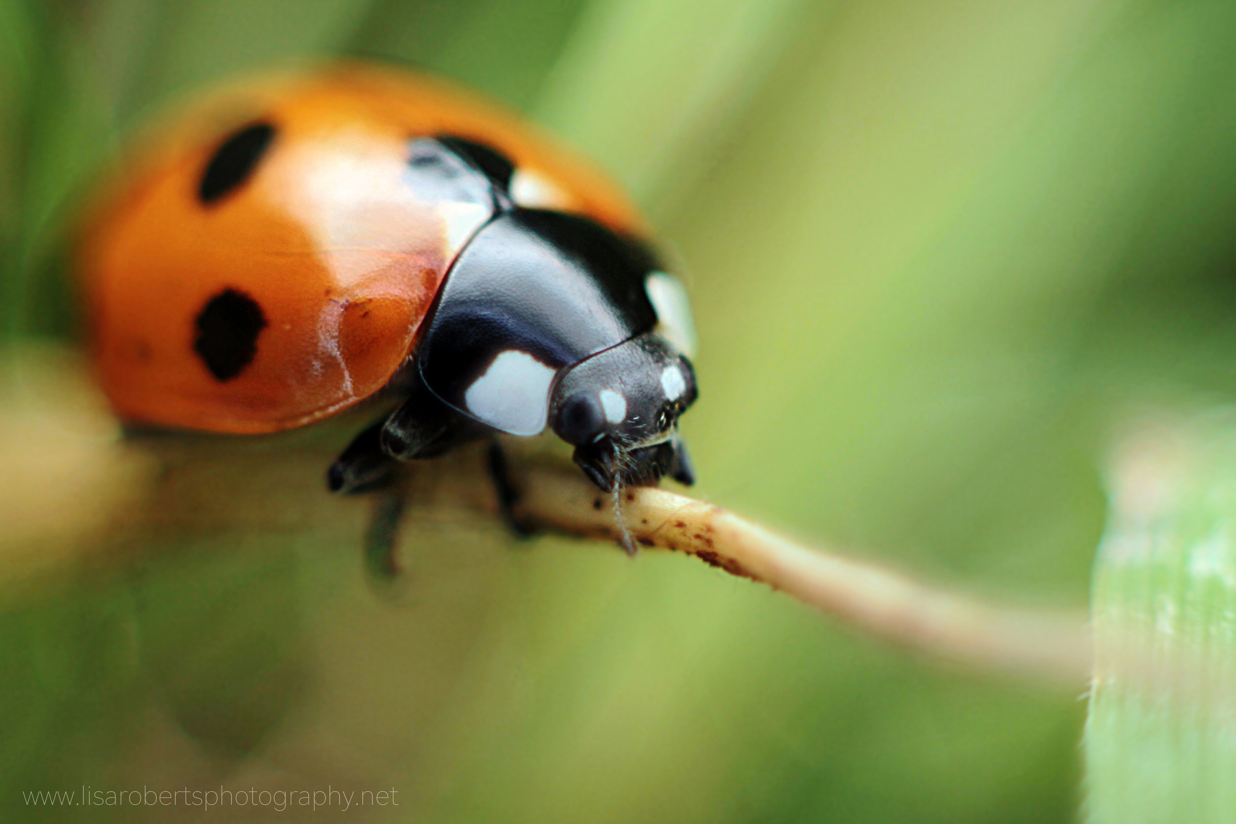  7-Spot Ladybird 